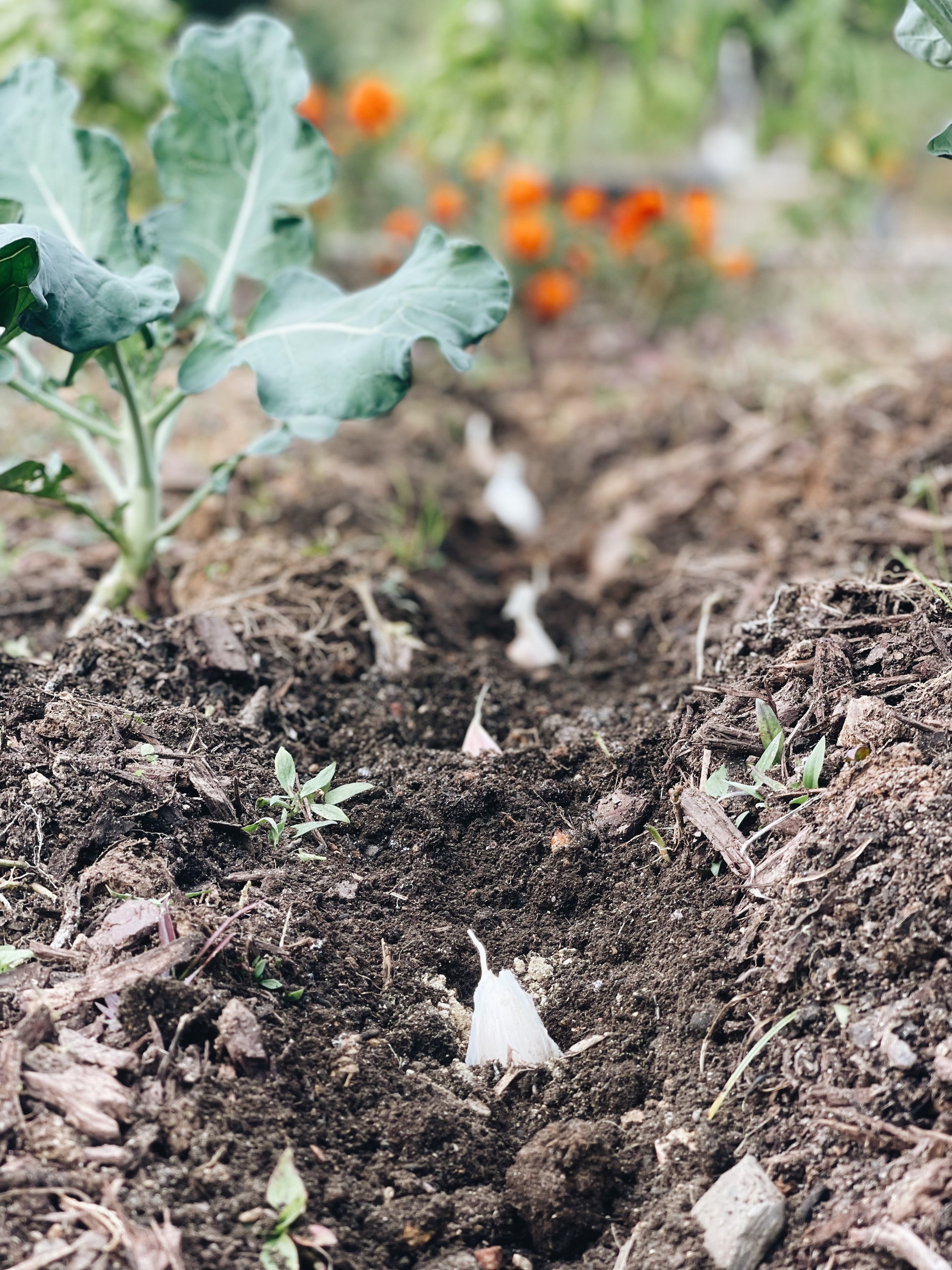 Blundering Gardener: Garlic farm experience shows contrast between