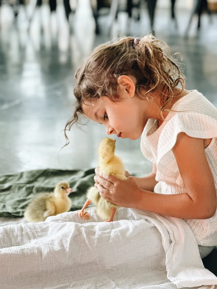 Raising Geese As a Beginner - All The Essentials To Know!