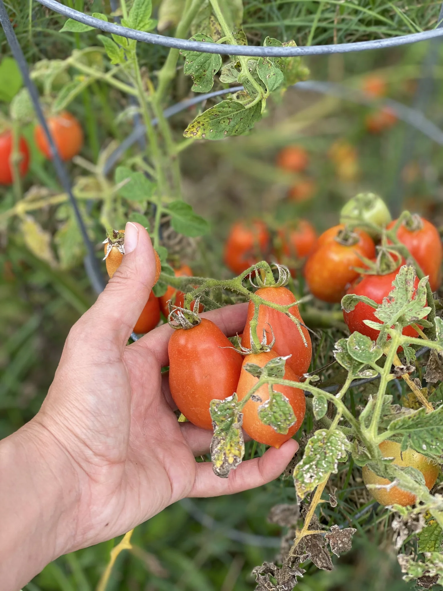 Determinate Vs. Indeterminate Tomatoes Azure Farm