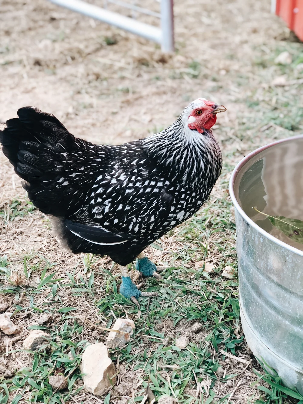 How To Treat Bumblefoot In Chickens Azure Farm
