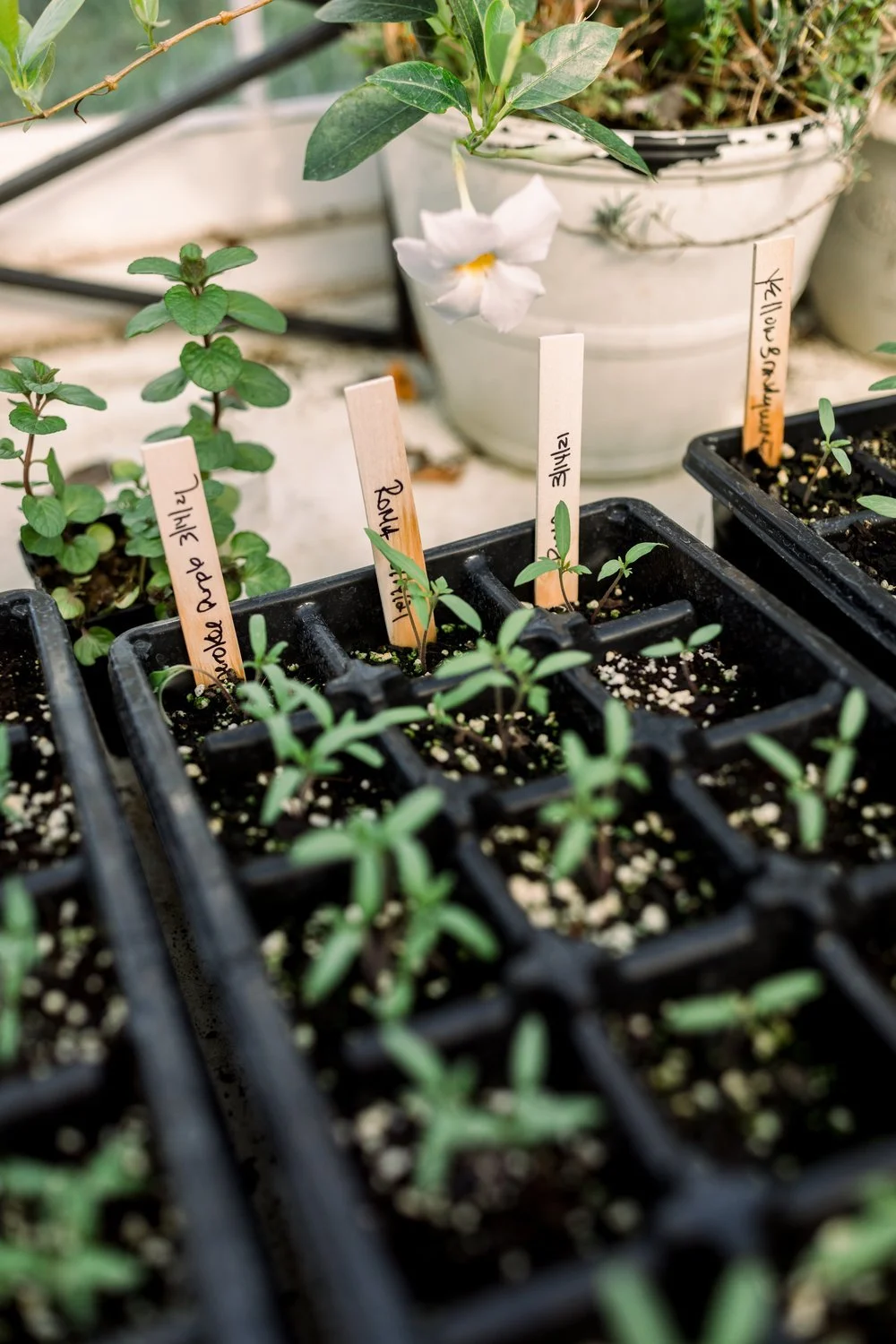 What Does It Mean to Harden Off Plants? The What, Why, When, and How