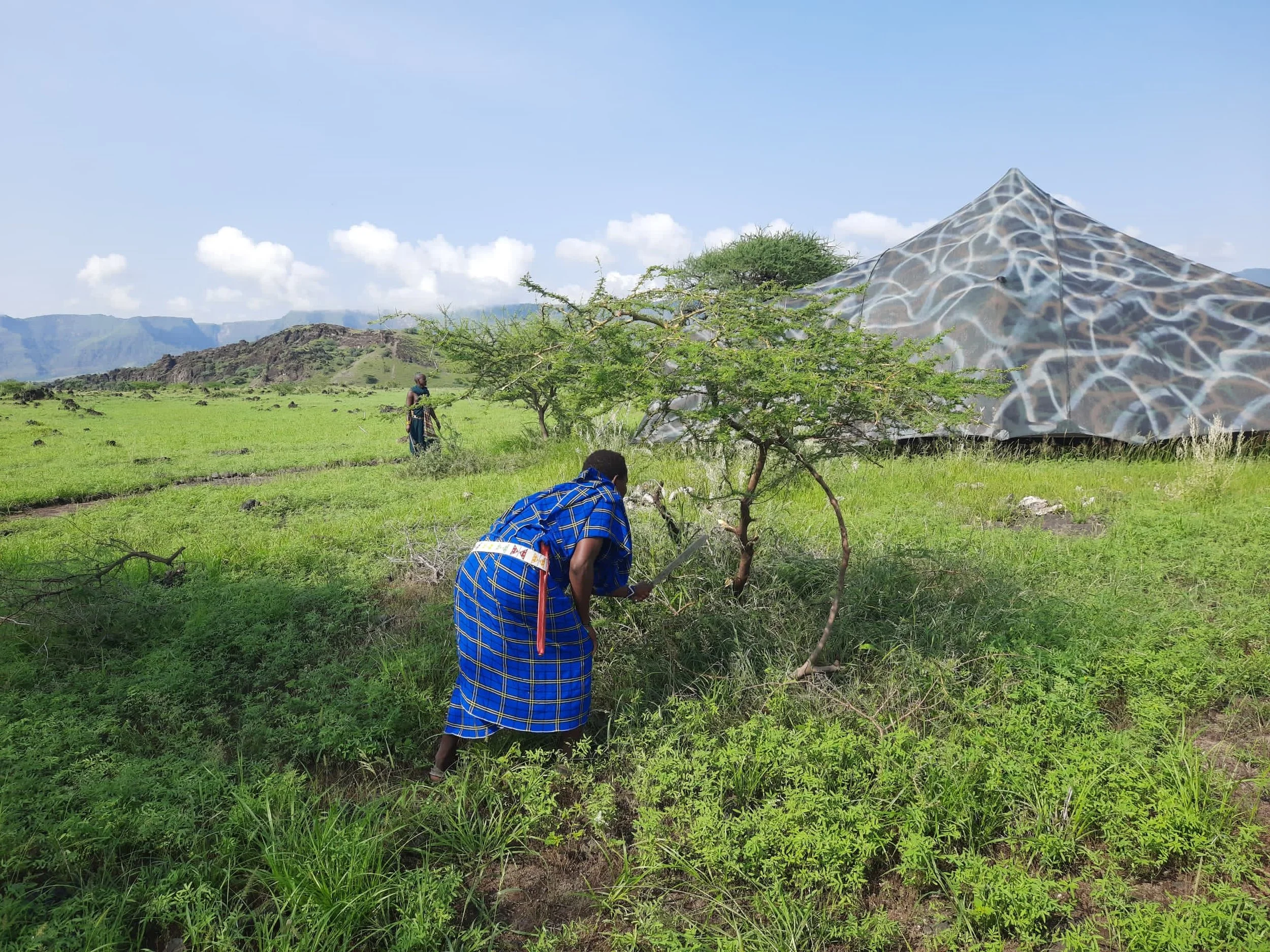 Trees: We LOVE them - Our Micro Forest Project with the Local Community