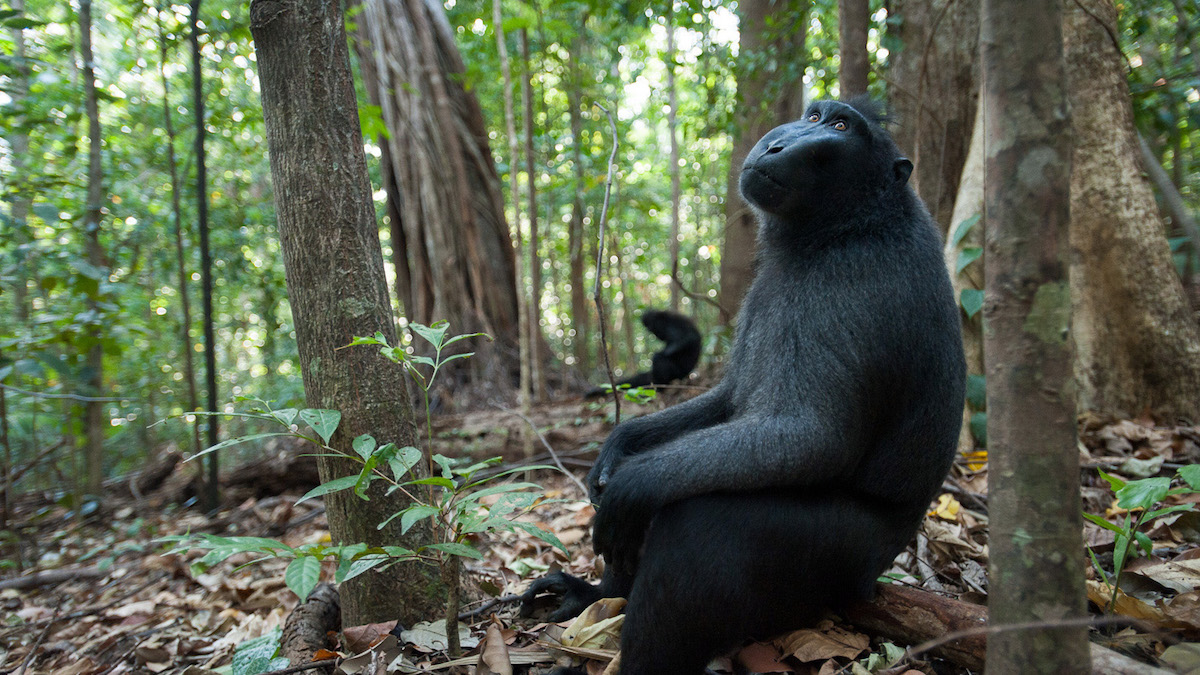 4-black_macaque_sitting_2 copy 3.jpg