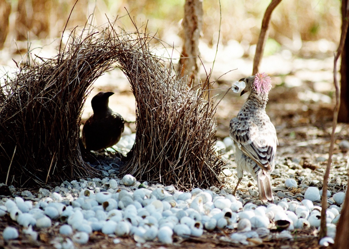 bowerbird_nest copy 2.jpeg