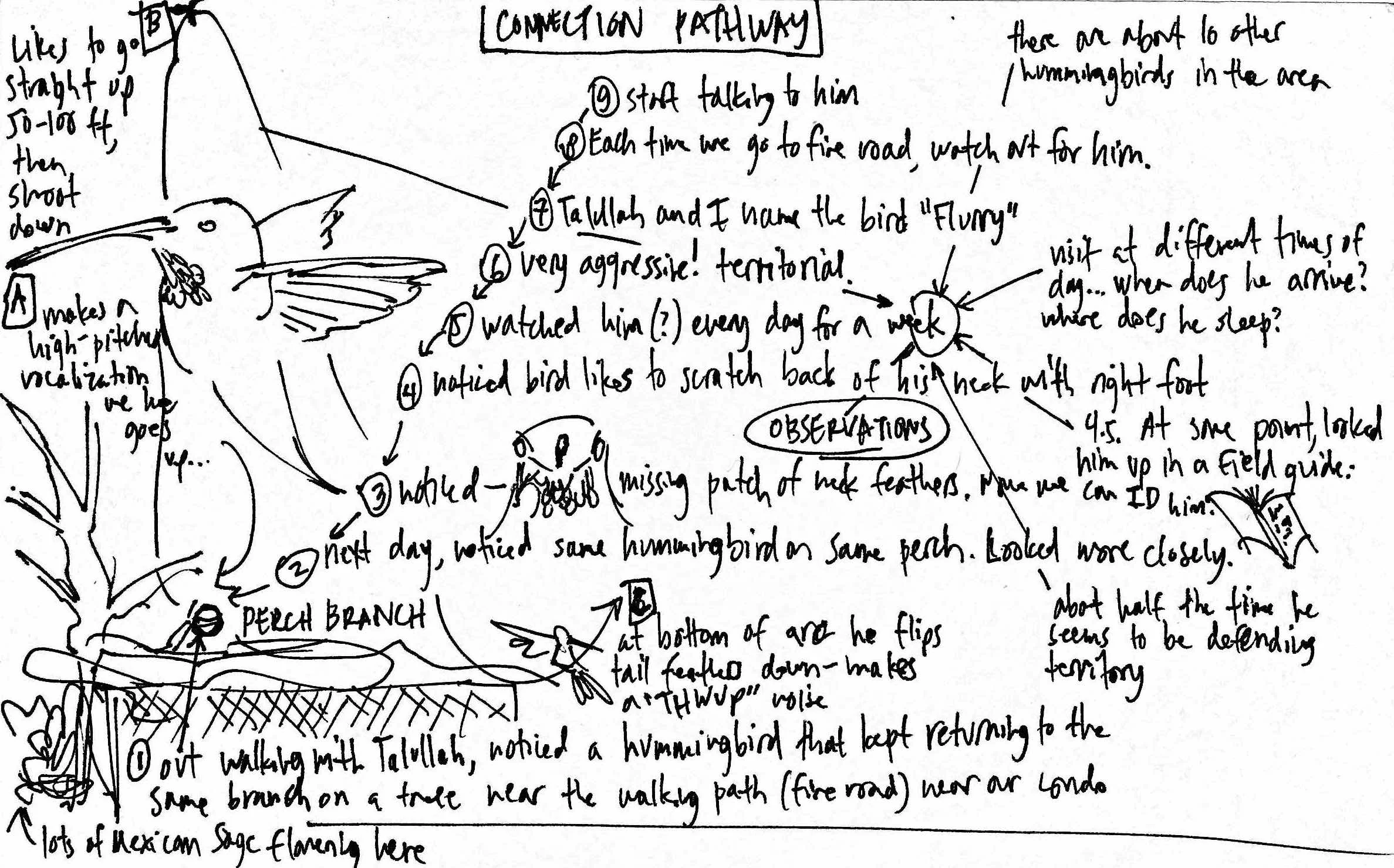 connection_pathway_flurry_hummingbird.jpg