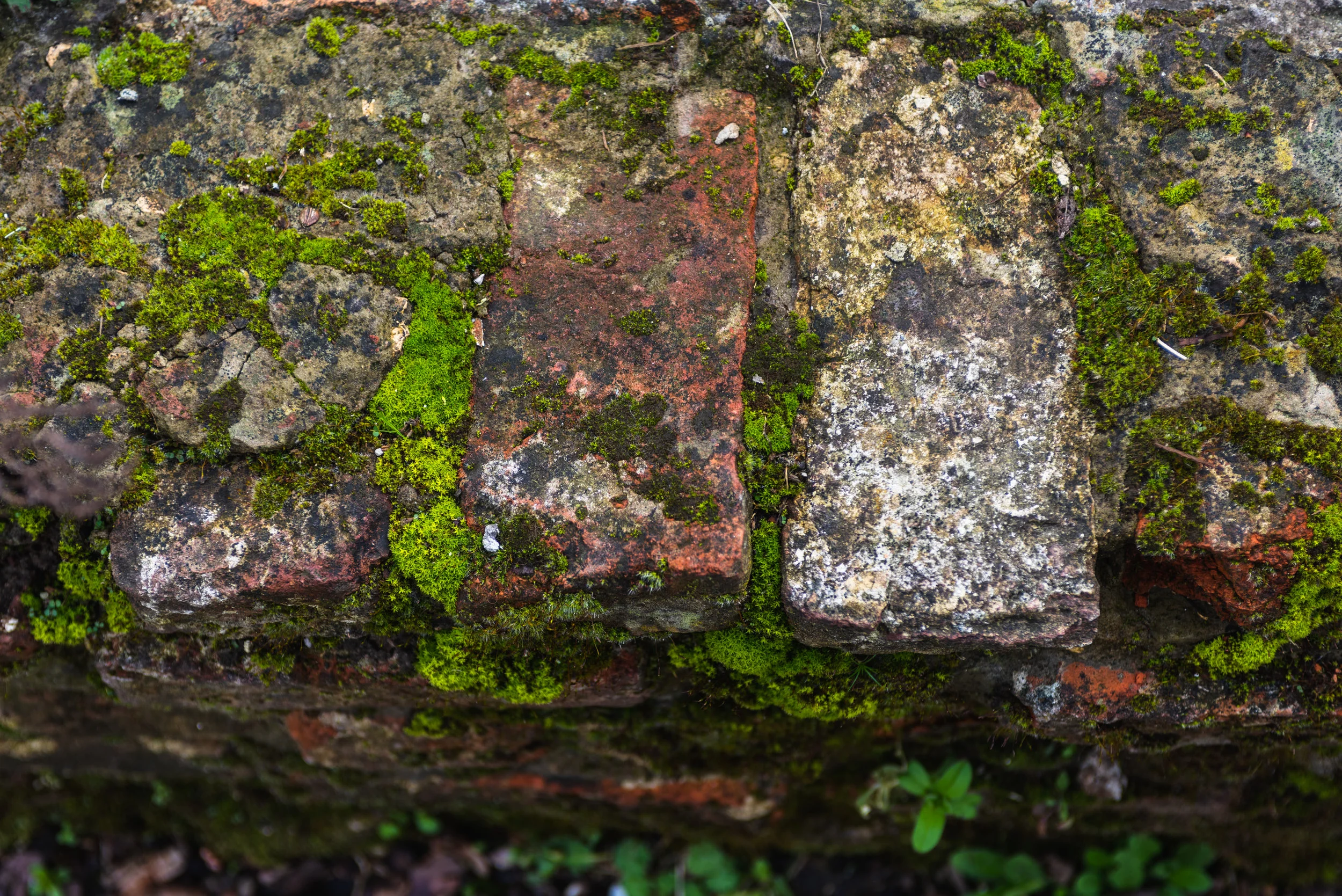 20190319_300BOMEN_174DSC_1078.jpg