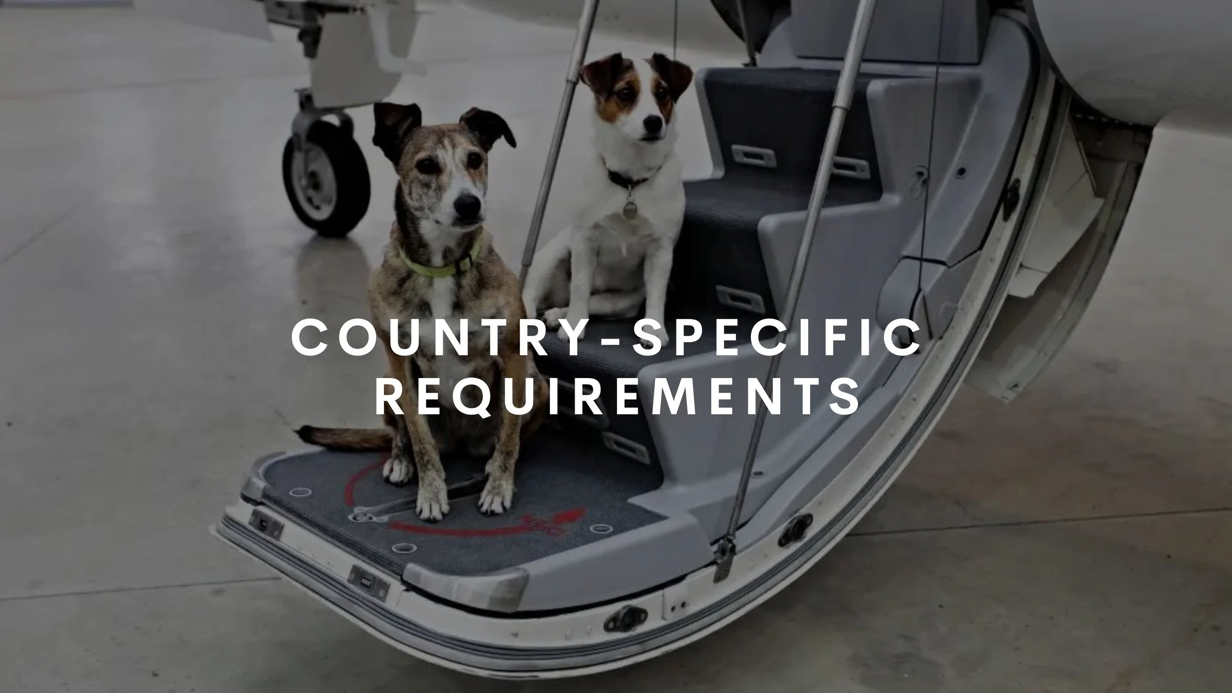 Should I Feed My Dog Before Flying