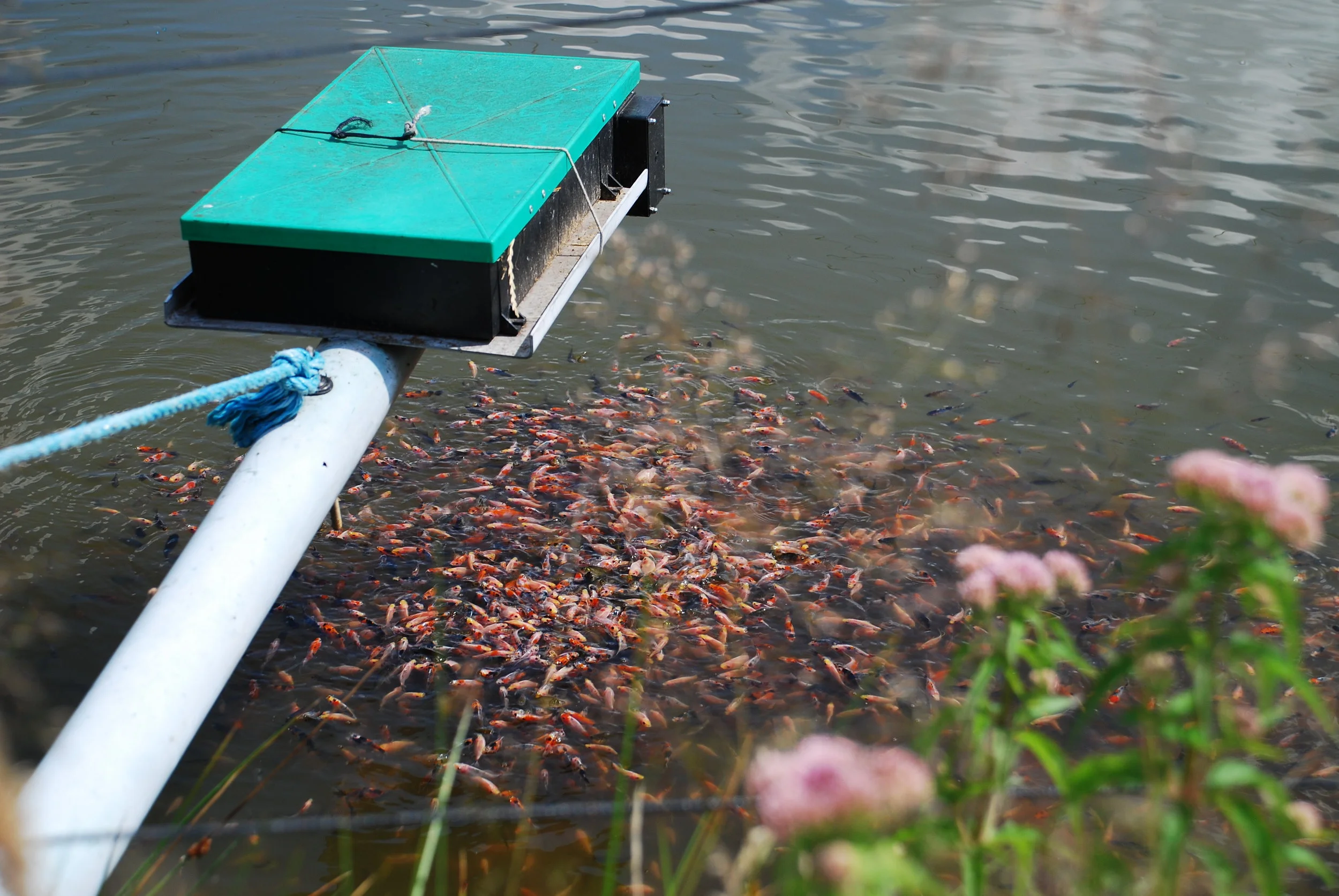 Why Buy British — Hampshire Carp Hatcheries