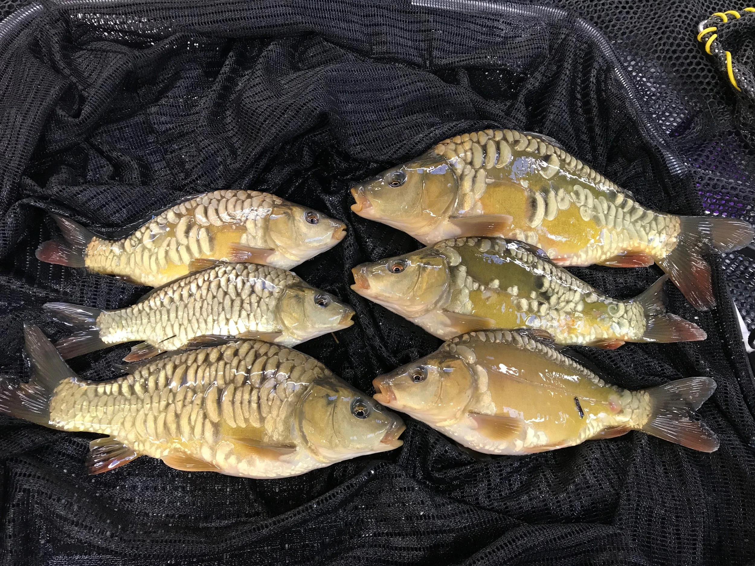 Mirror Carp — Hampshire Carp Hatcheries