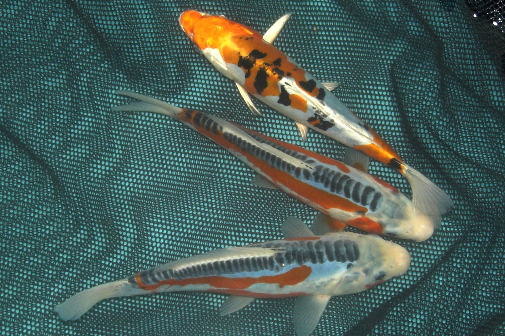 Select Koi