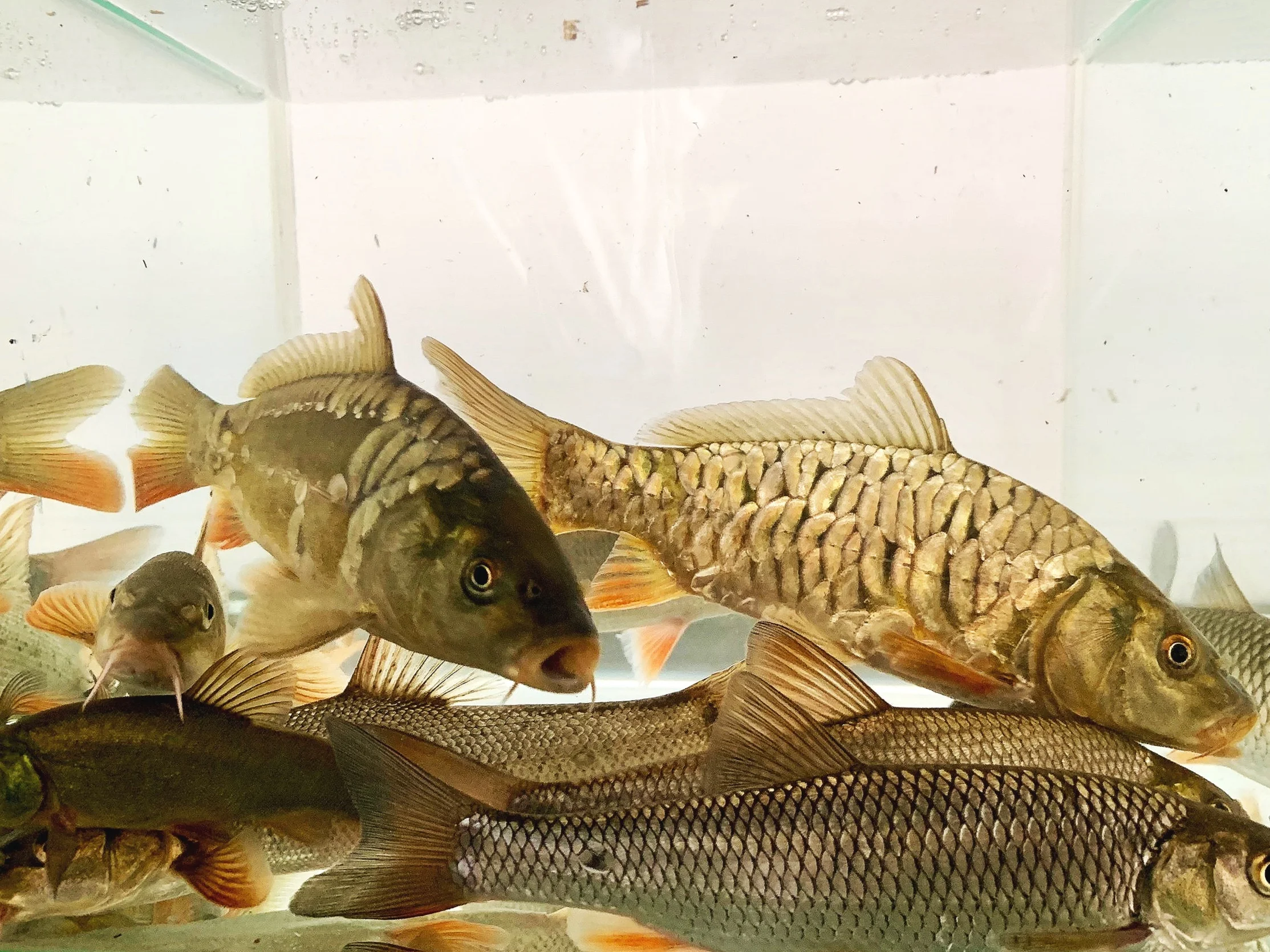 Restocking Advice Hampshire Carp Hatcheries