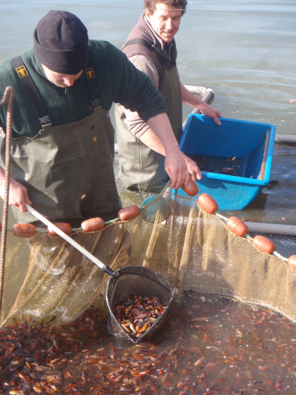 Grading the fish