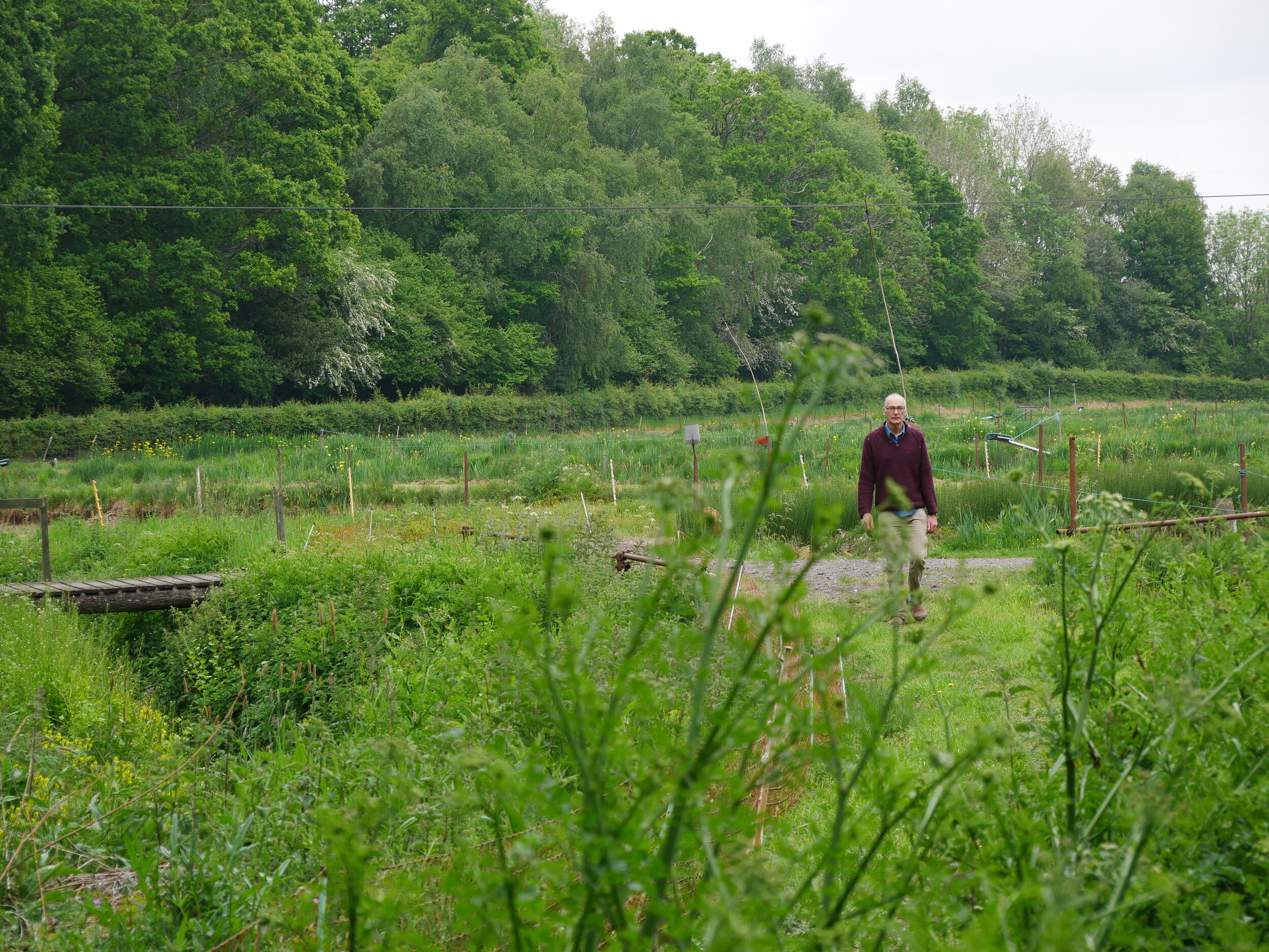 Our bankside vegitation in the summer