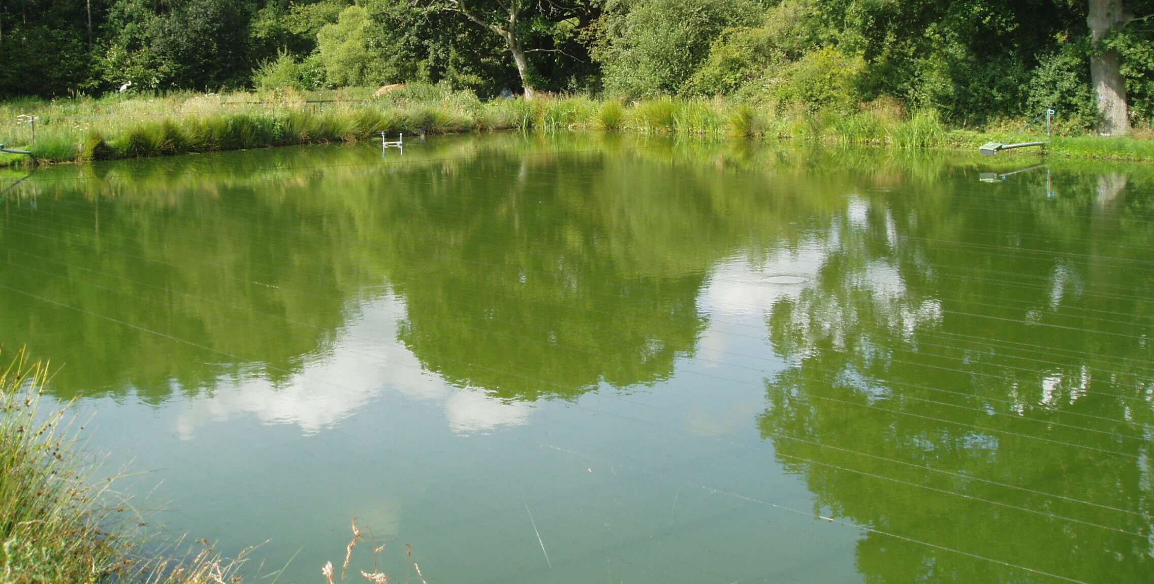 green+pond.jpg