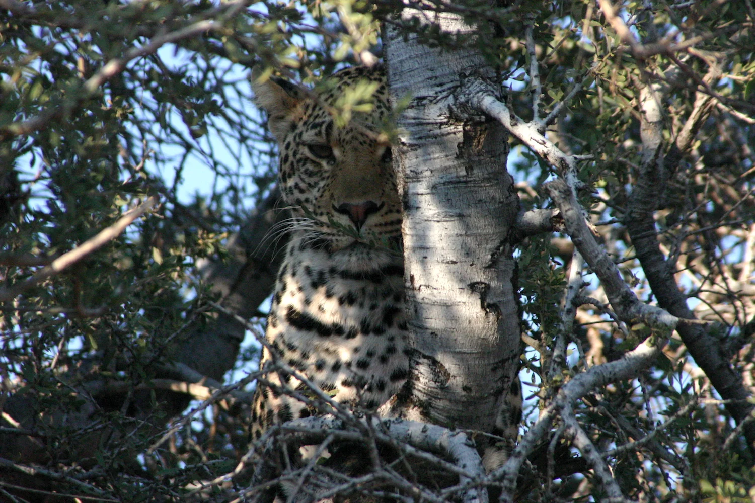 Botswana leopard in tree