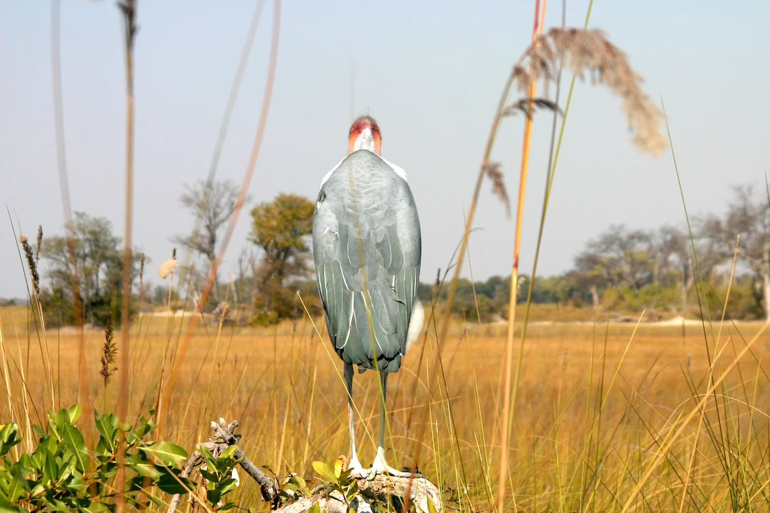 Marabou stork