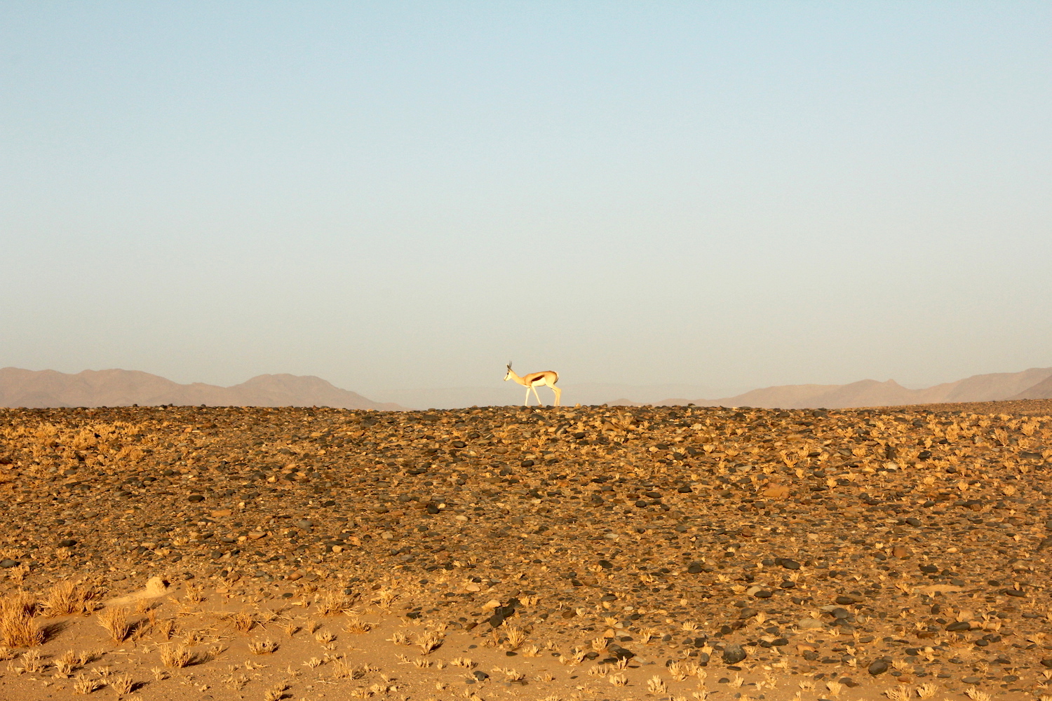 bushlife18-website-namibie00002.JPG