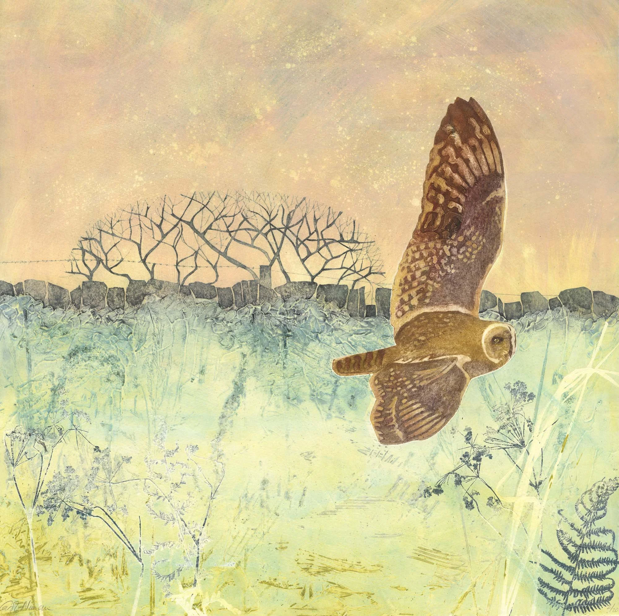 Owl On The Moors