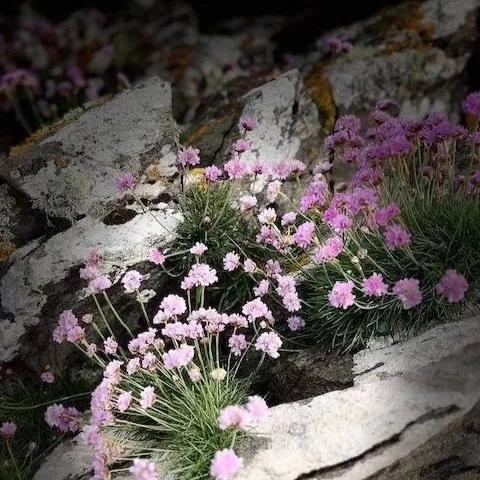 Flowers in Scalpsie Beach