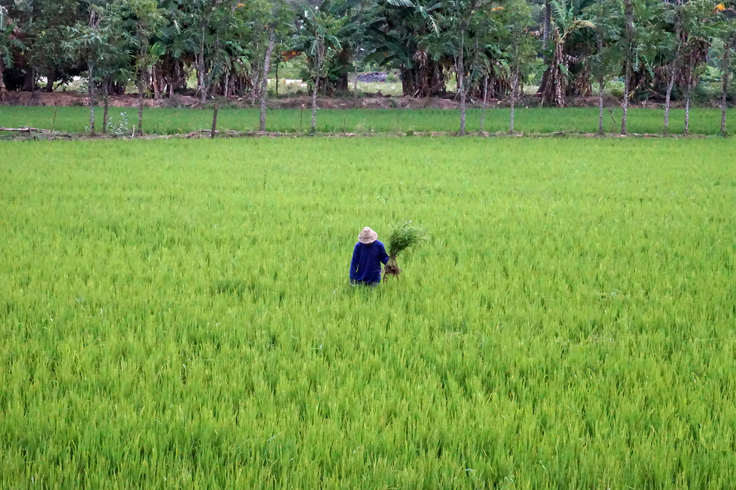  Cosechando. Lombok 