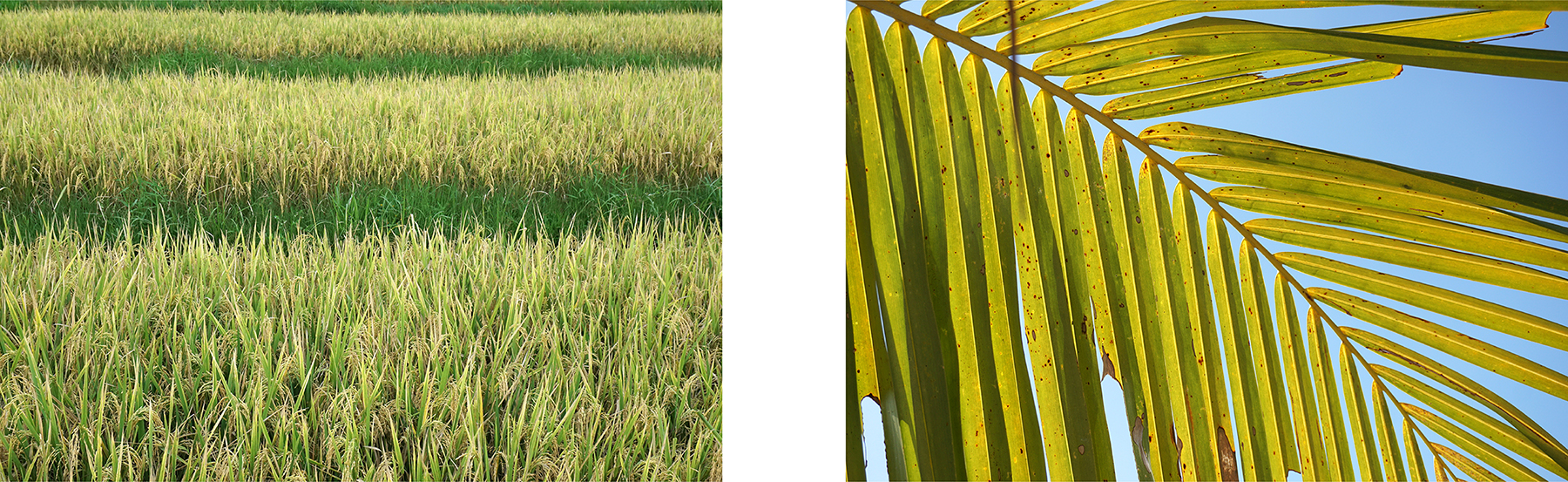  Arrozales &amp; Trilogía de palmera I 