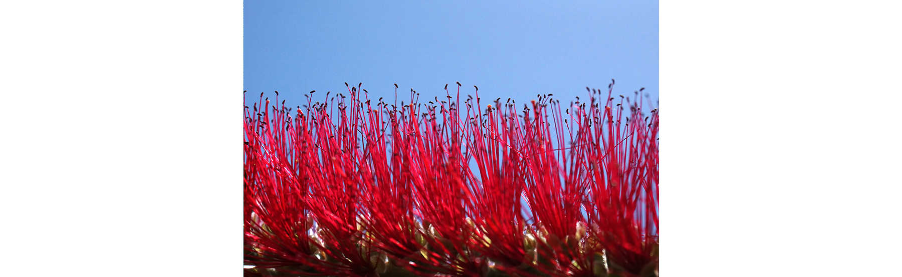  Flor de cactus 