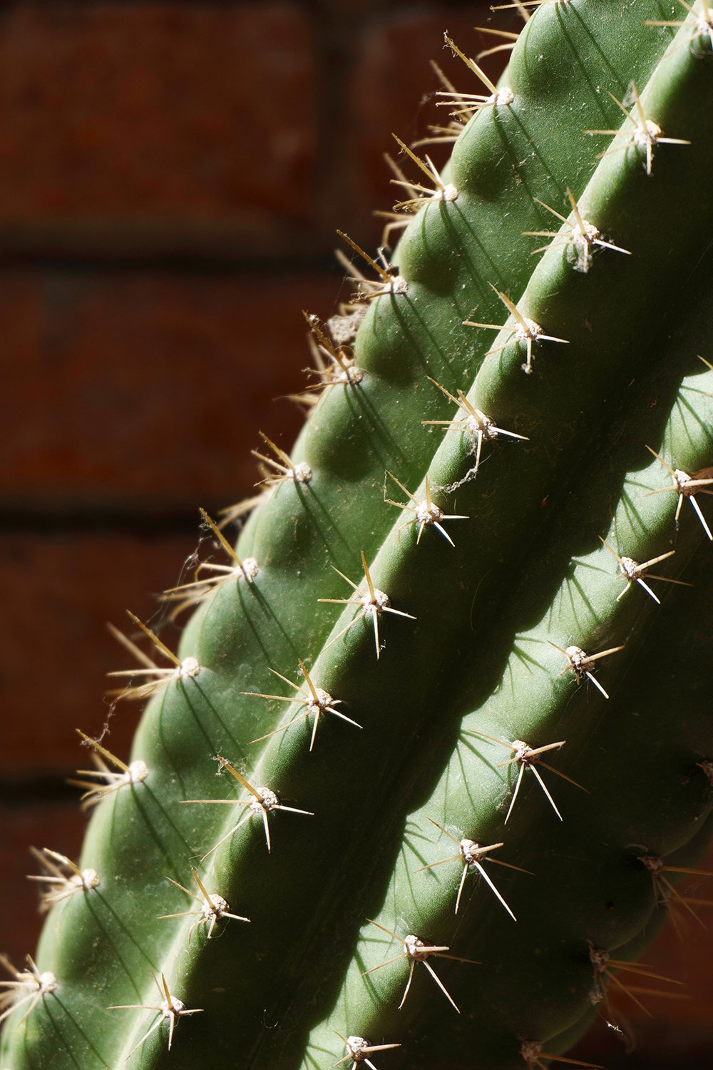  Cactus oruga 