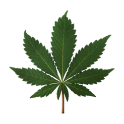 indica.png