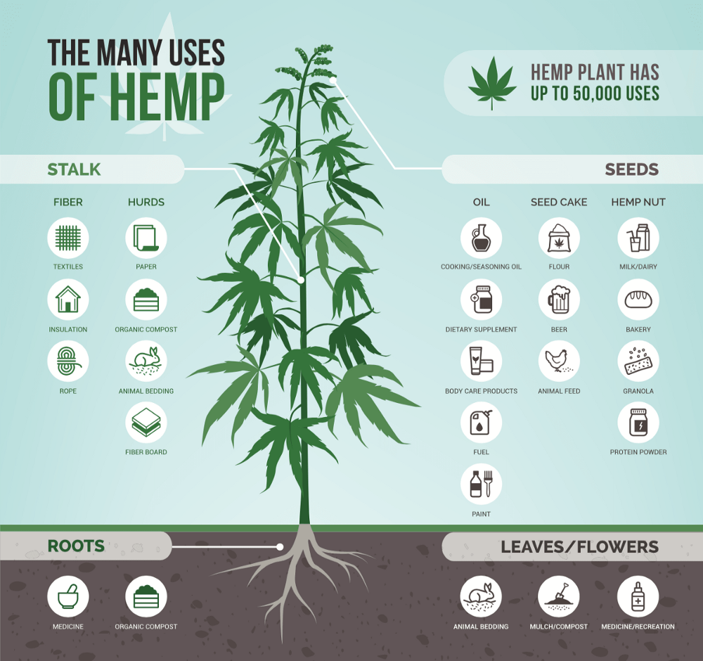 Digital infographic source unknown, but the original hemp poster can be credited and ordered from the National Hemp Association.
