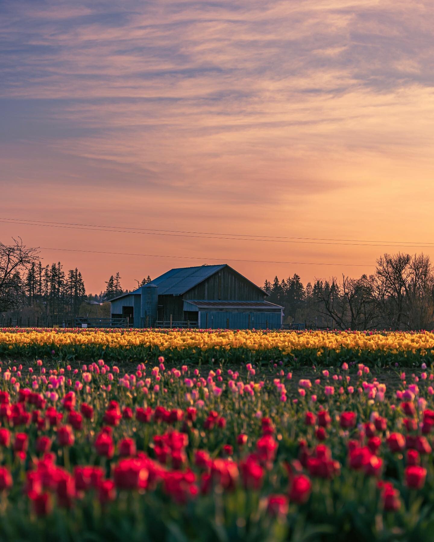 Ready for spring? Buy a colorful @studio623photography nature print featuring scenes from the #pacificnorthwest in bloom.