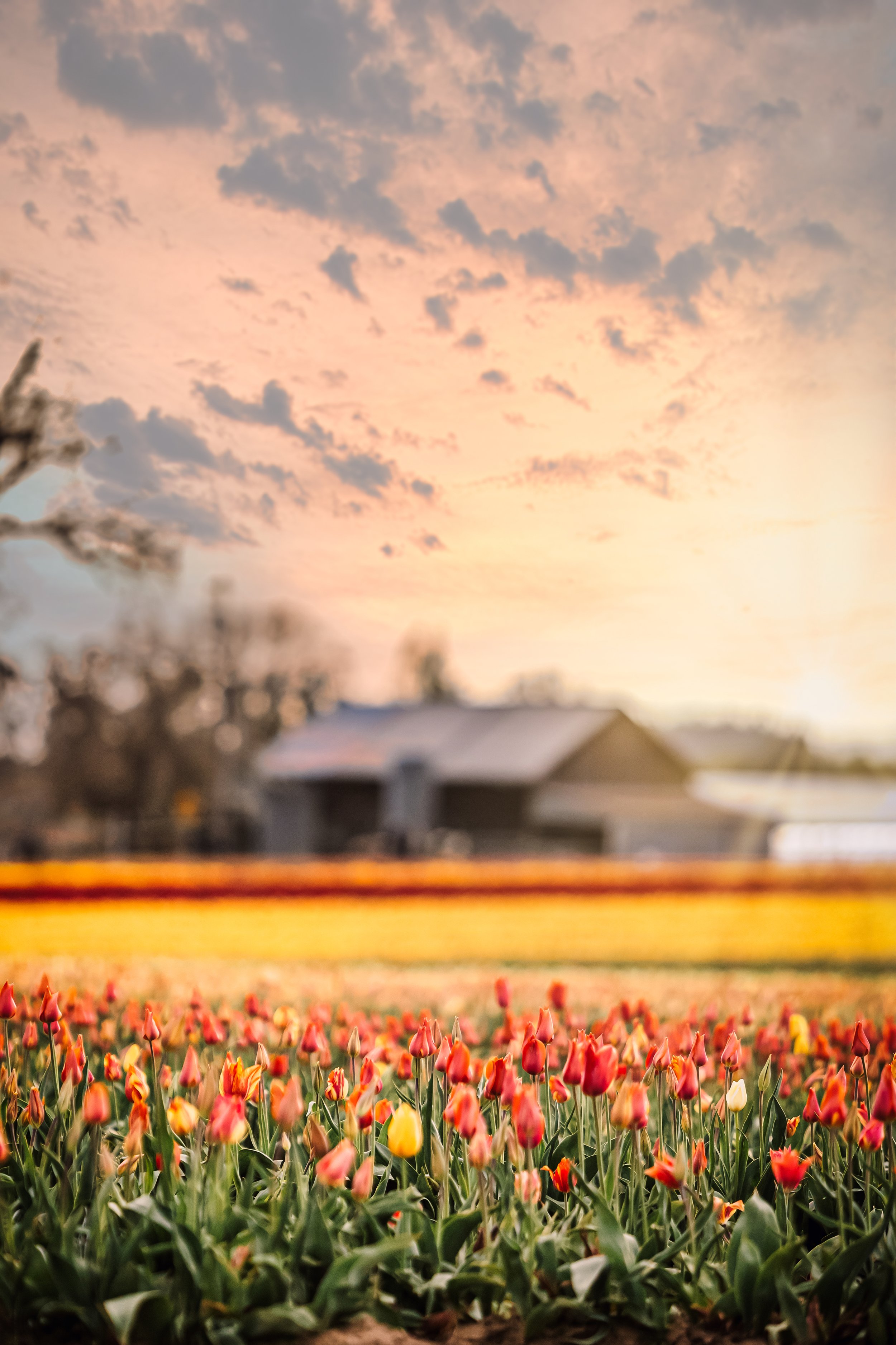 _Studio623photography_TulipBarn_-1.jpeg