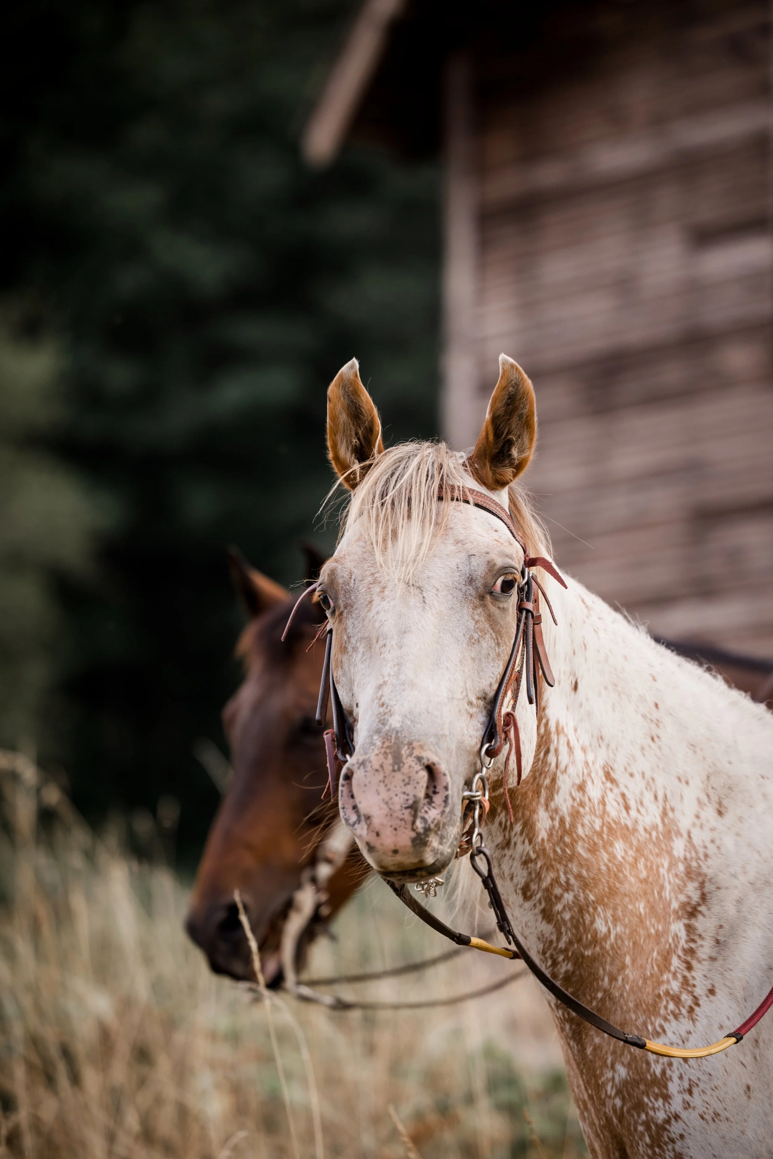 Studio623photography_HorseSeniorPhotos_-8.jpg