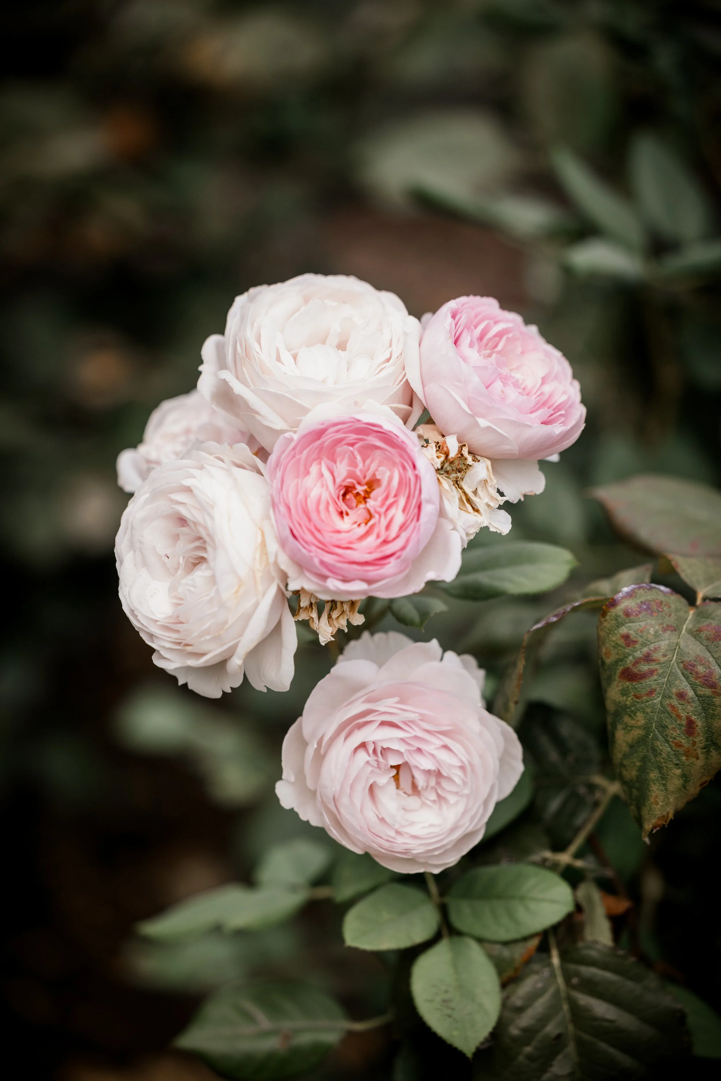 Studio623photography_Oregon-Garden-Wedding--9.jpg