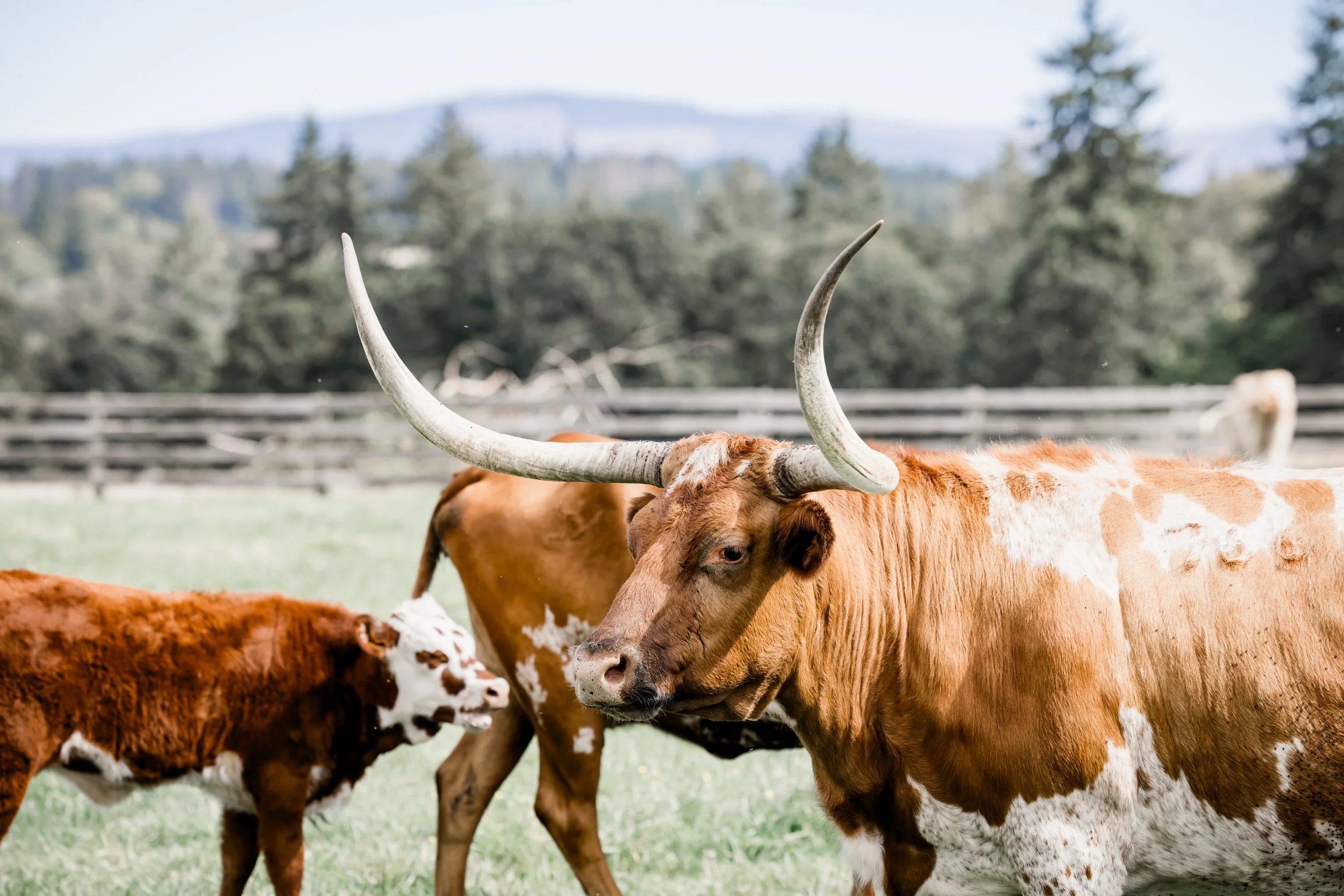 Studio623photography_2025-wedding-Coleman-guest-ranch-zoesean--30.jpg
