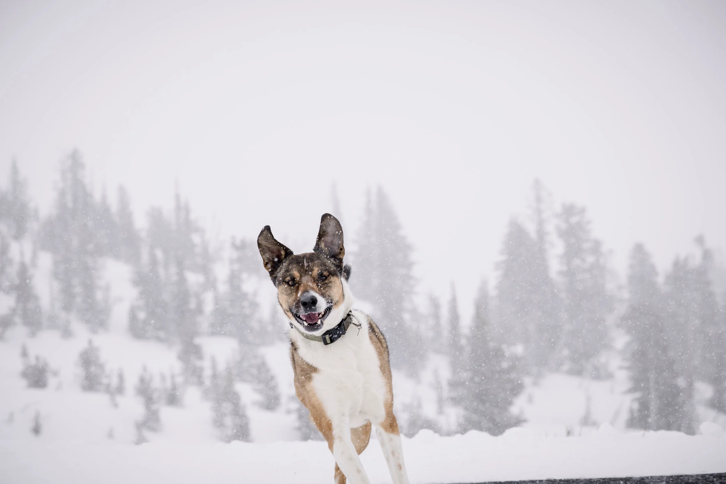 kiley-axel-timberline-lodge-mt-hood-winter-engagement-studio623_21.jpg