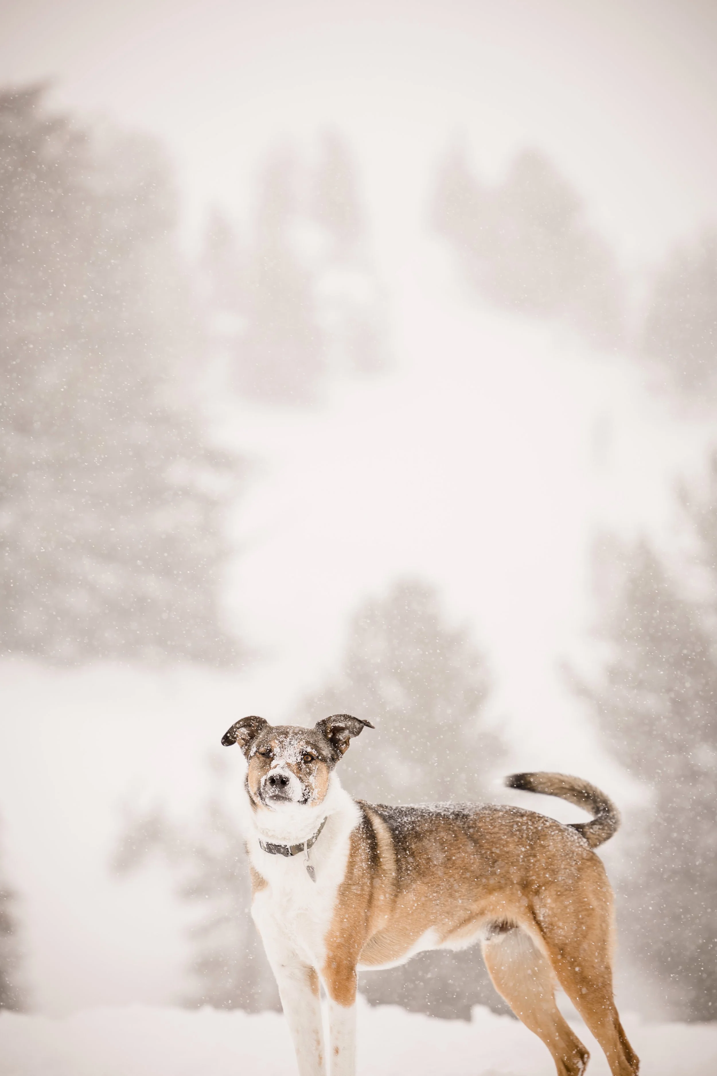 kiley-axel-timberline-lodge-mt-hood-winter-engagement-studio623_23.jpg