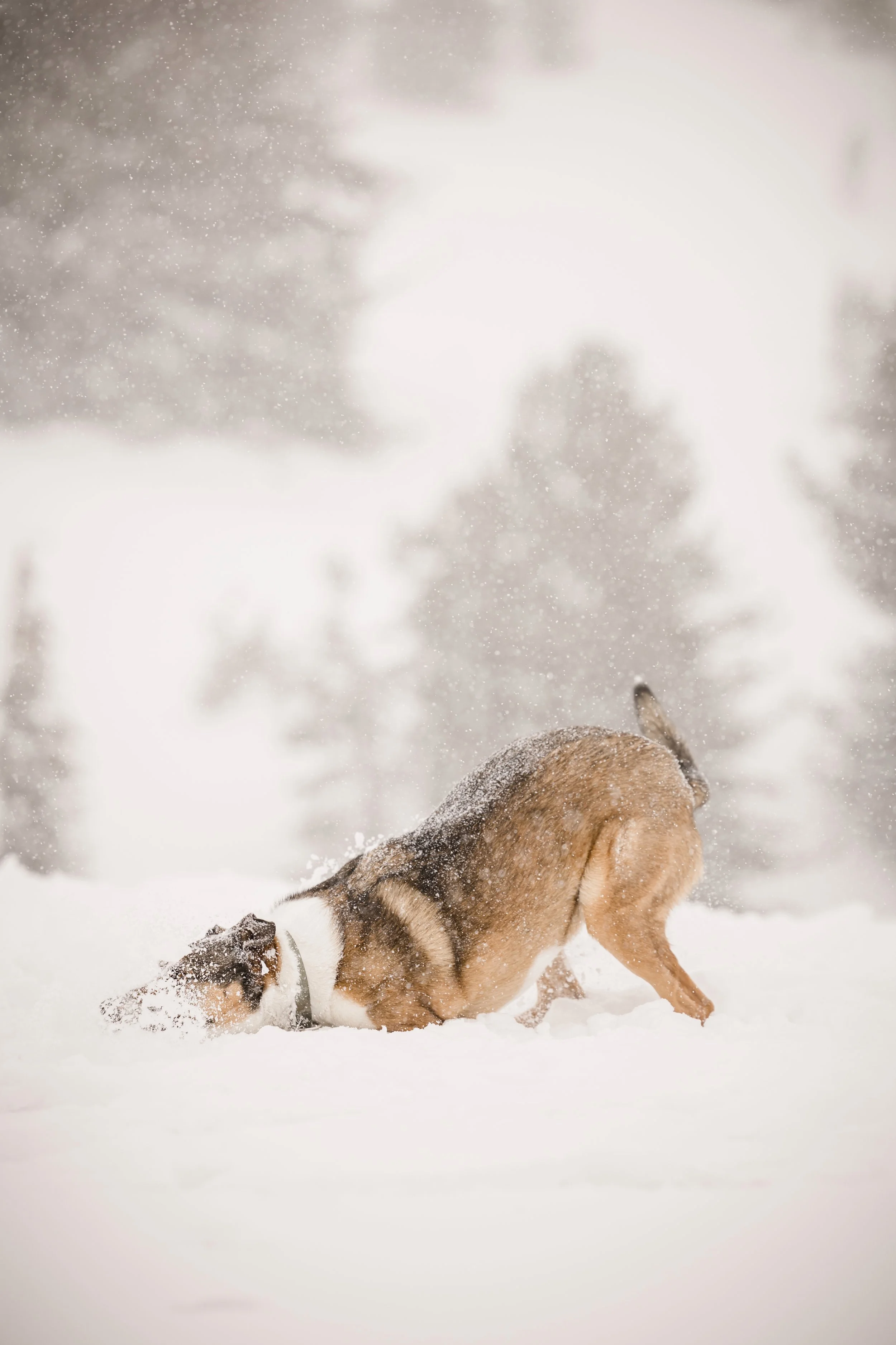 kiley-axel-timberline-lodge-mt-hood-winter-engagement-studio623_24.jpg