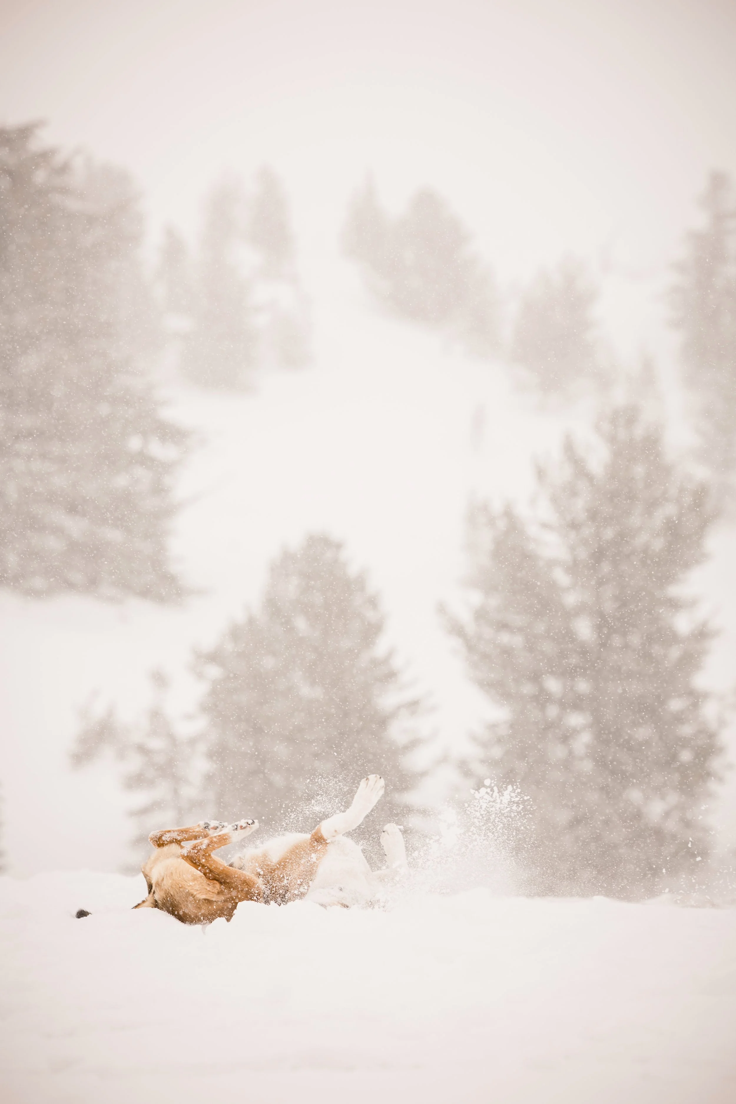 kiley-axel-timberline-lodge-mt-hood-winter-engagement-studio623_22.jpg