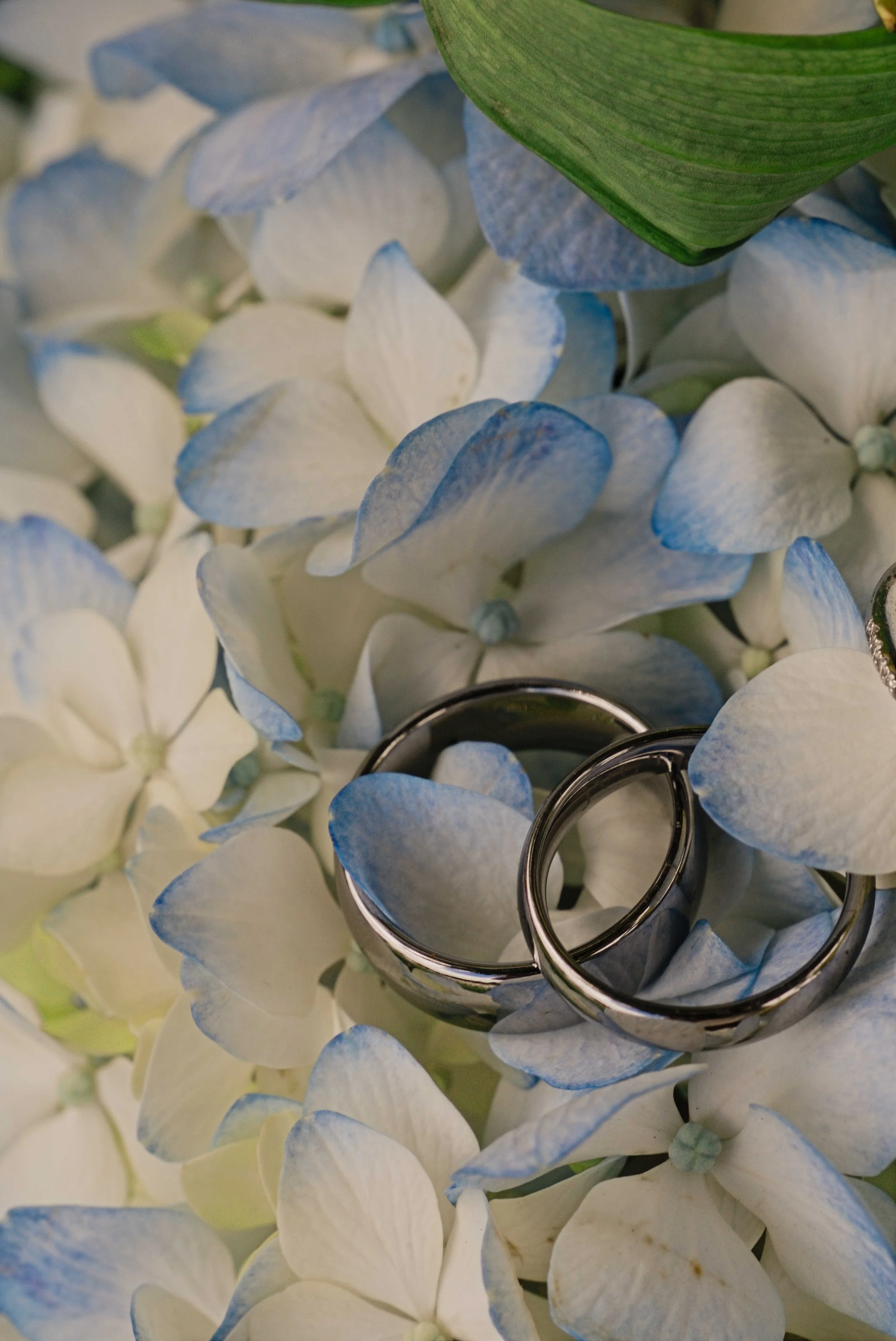 Wedding rings resting on white hydrangea blooms