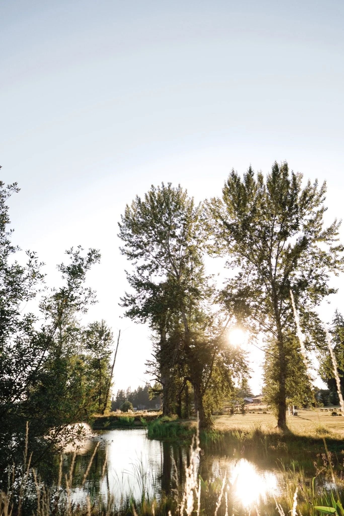 The pond and cedars glowing at sunset in Boring Oregon