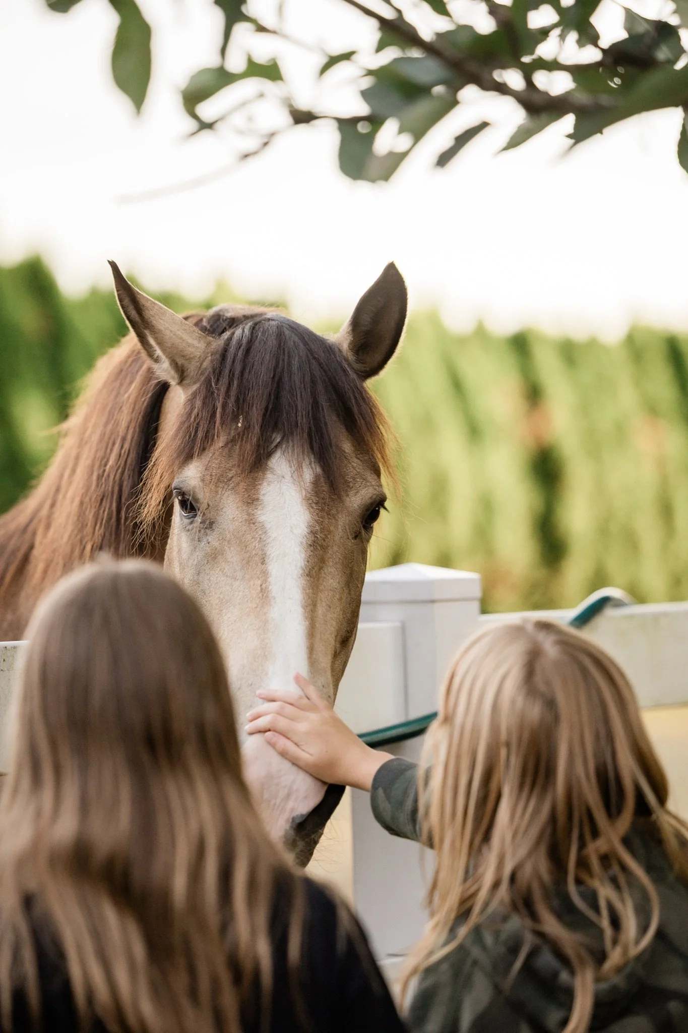 Equestrian-Photos-Studio623Photography-Country-Photographer-Sandy-Oregon-6.jpg