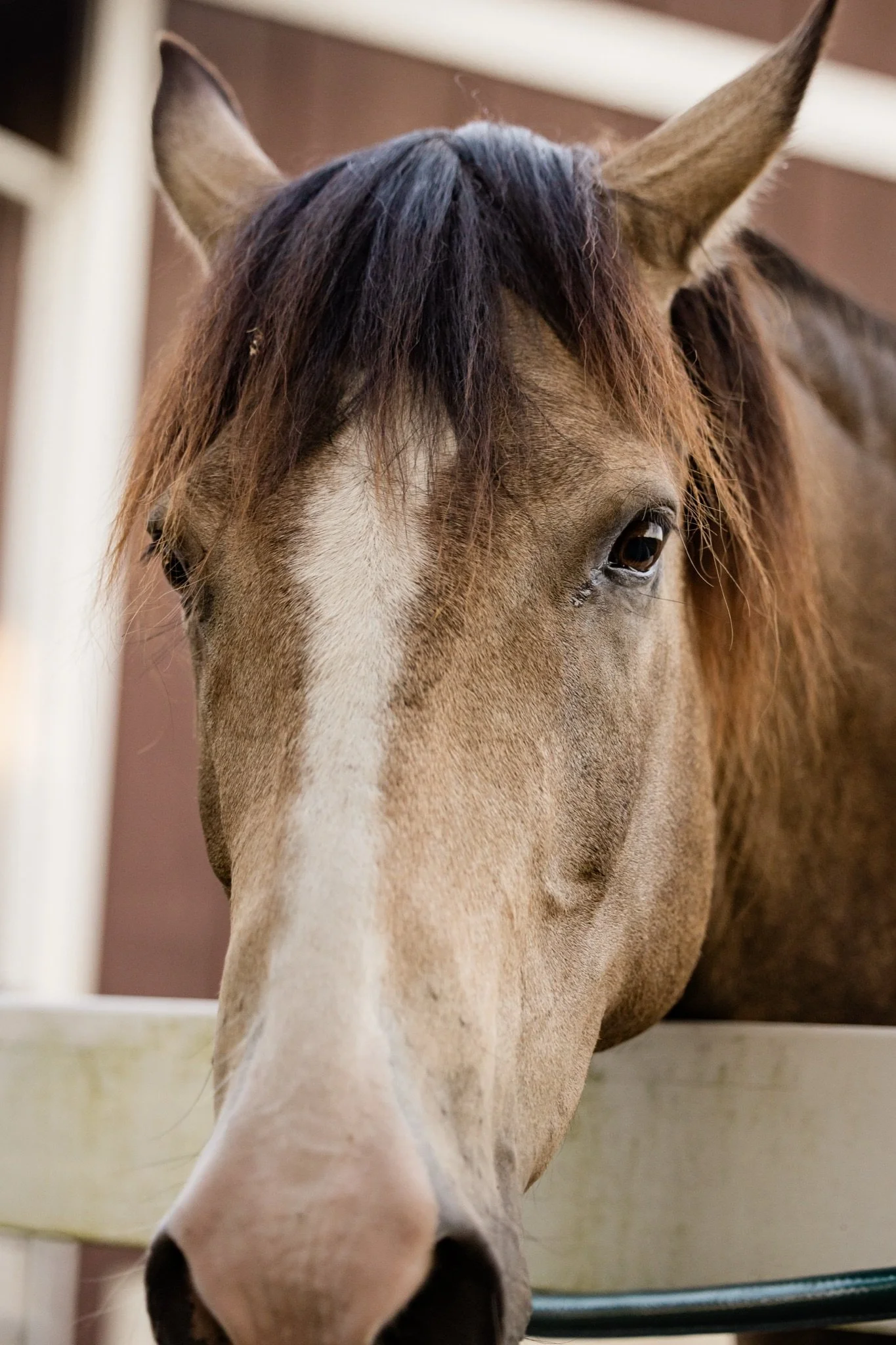 Equestrian-Photos-Studio623Photography-Country-Photographer-Sandy-Oregon-7.jpg