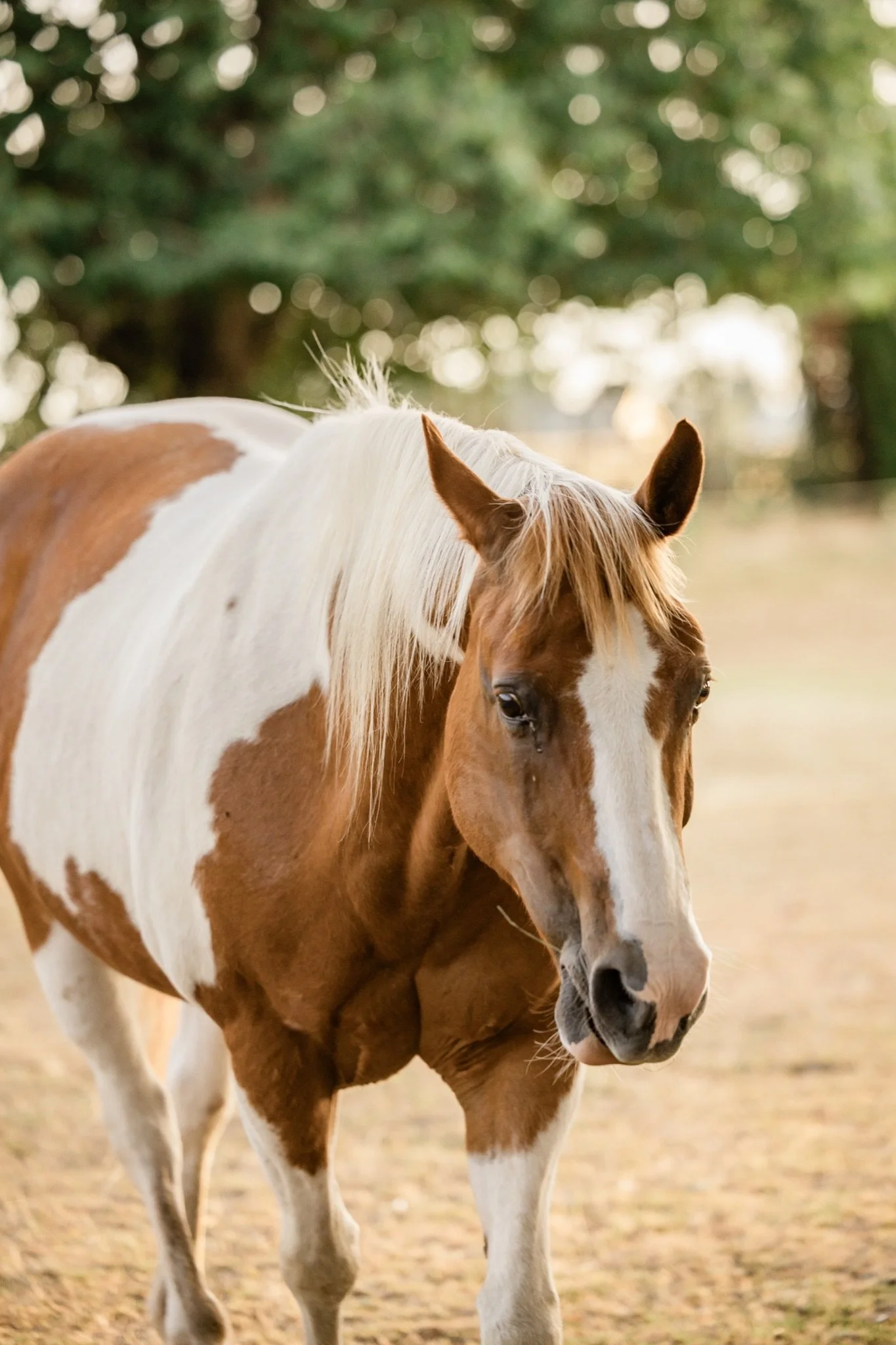 Equestrian-Photos-Studio623Photography-Country-Photographer-Sandy-Oregon-11.jpg