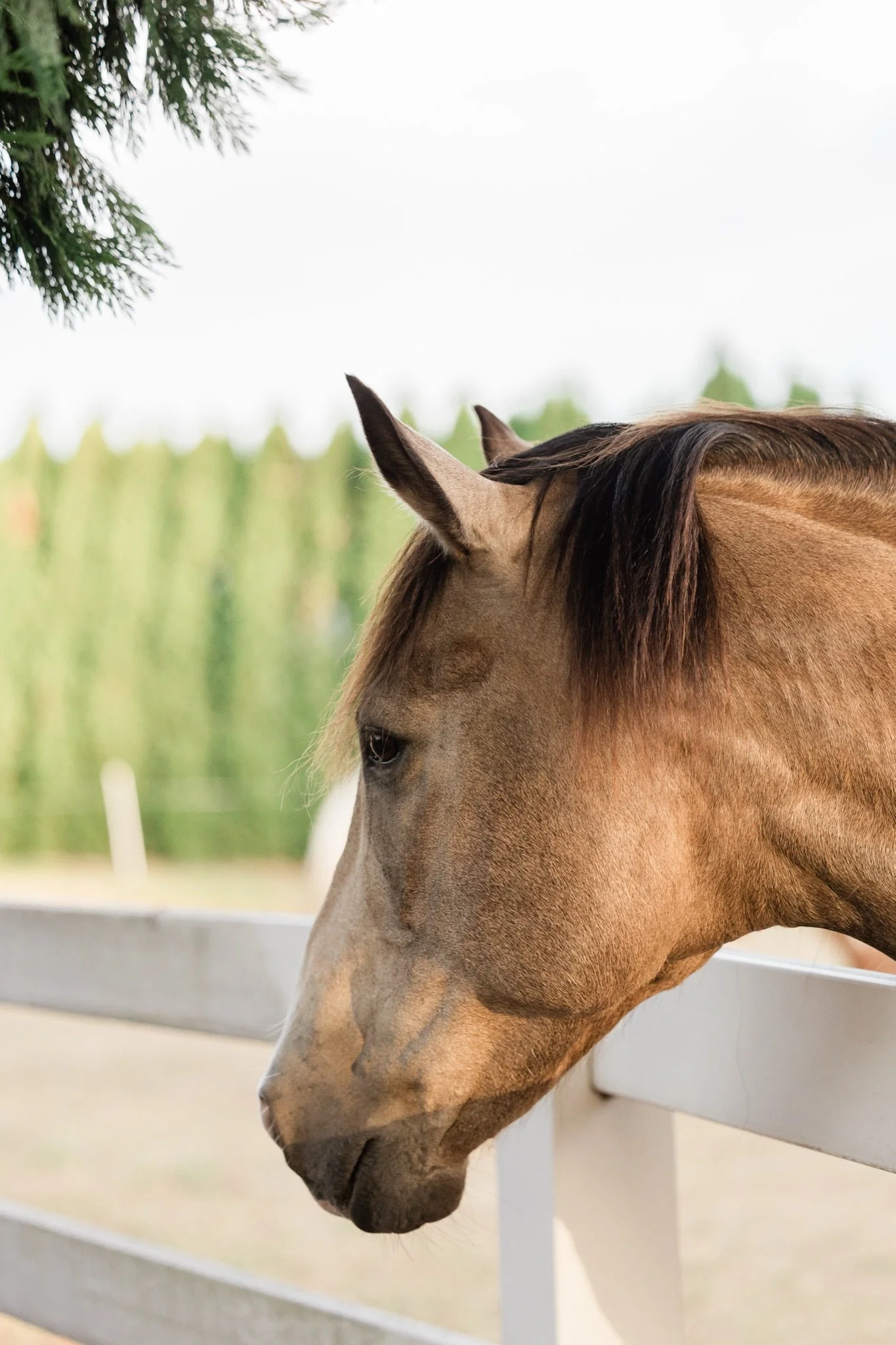 Equestrian-Photos-Studio623Photography-Country-Photographer-Sandy-Oregon-16.jpg