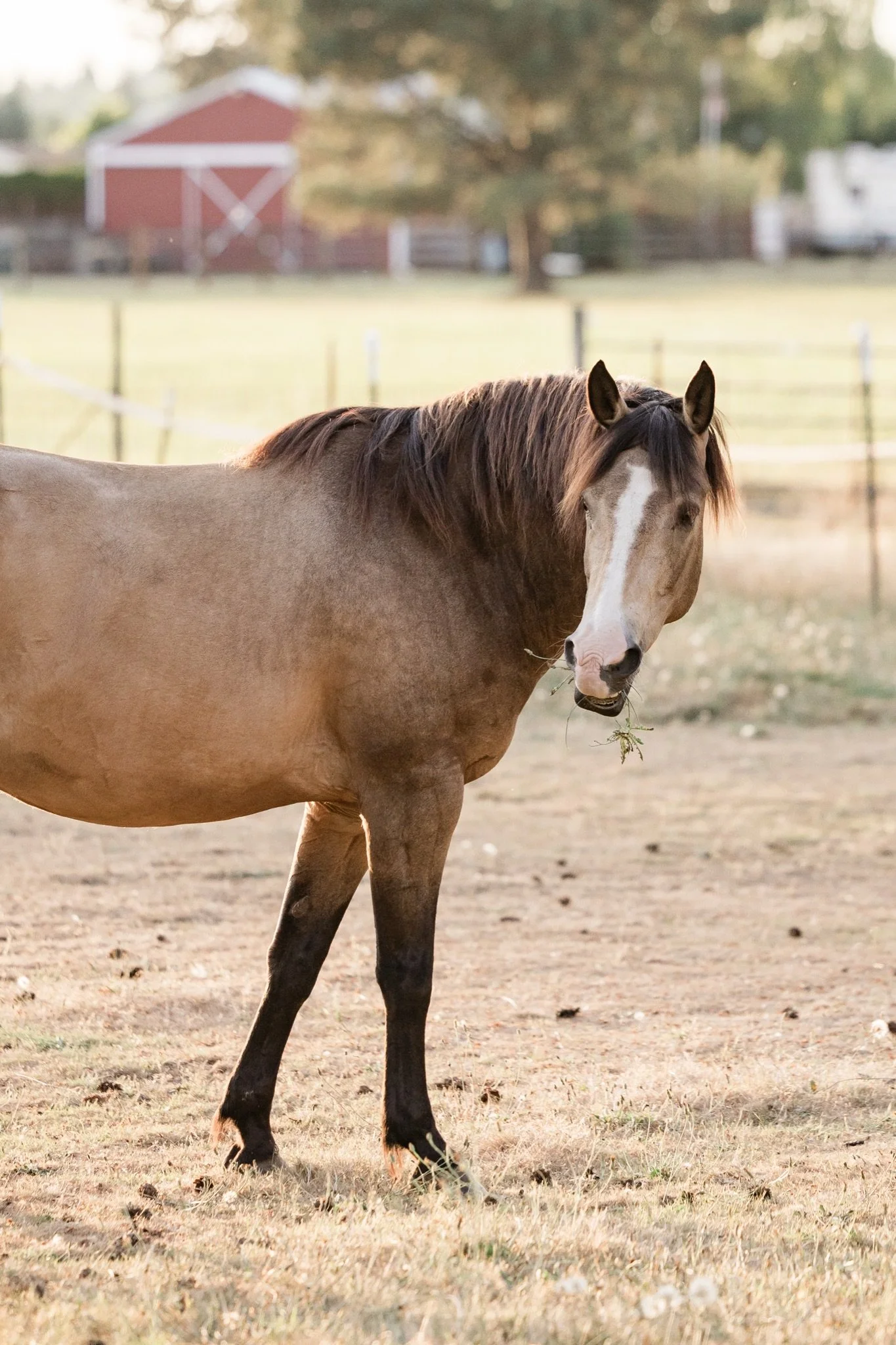 Equestrian-Photos-Studio623Photography-Country-Photographer-Sandy-Oregon-19.jpg