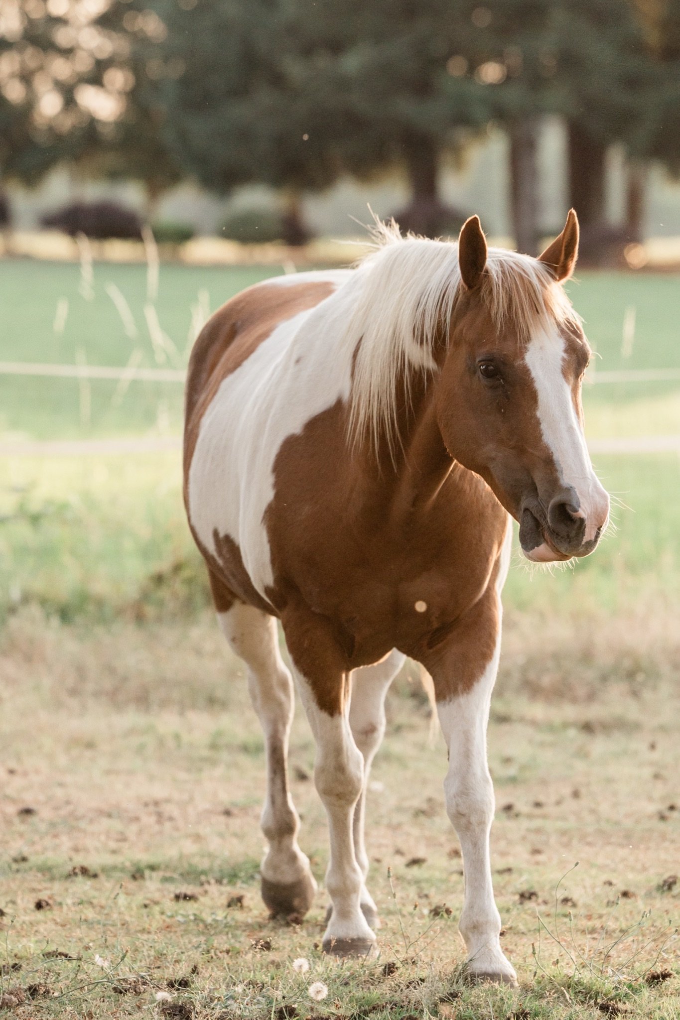 Equestrian-Photos-Studio623Photography-Country-Photographer-Sandy-Oregon-25.jpg
