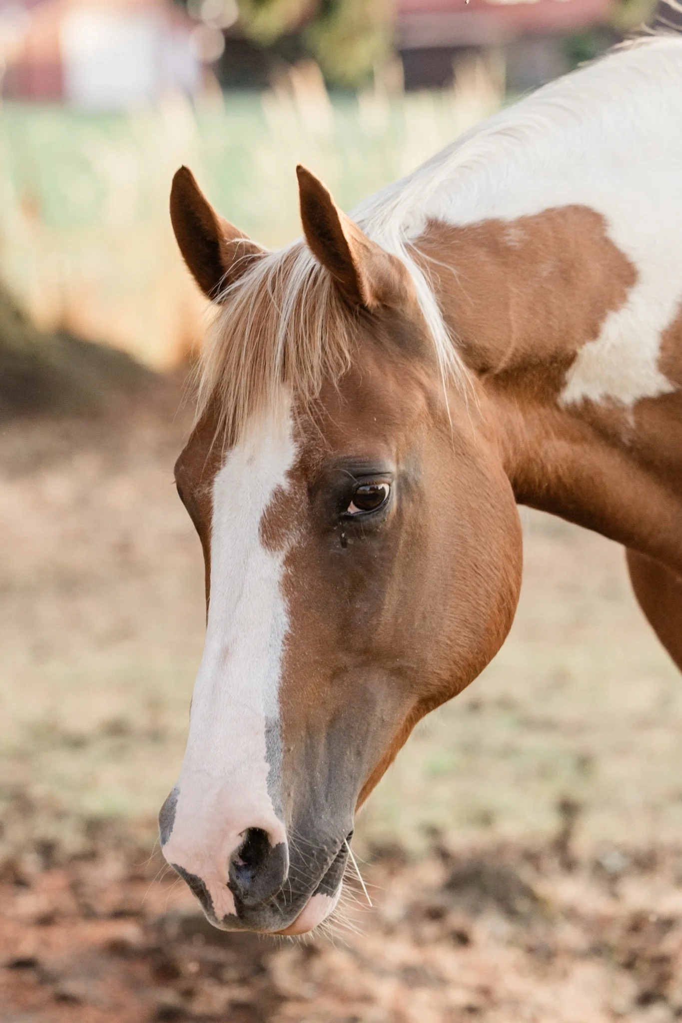 Equestrian-Photos-Studio623Photography-Country-Photographer-Sandy-Oregon-27.jpg