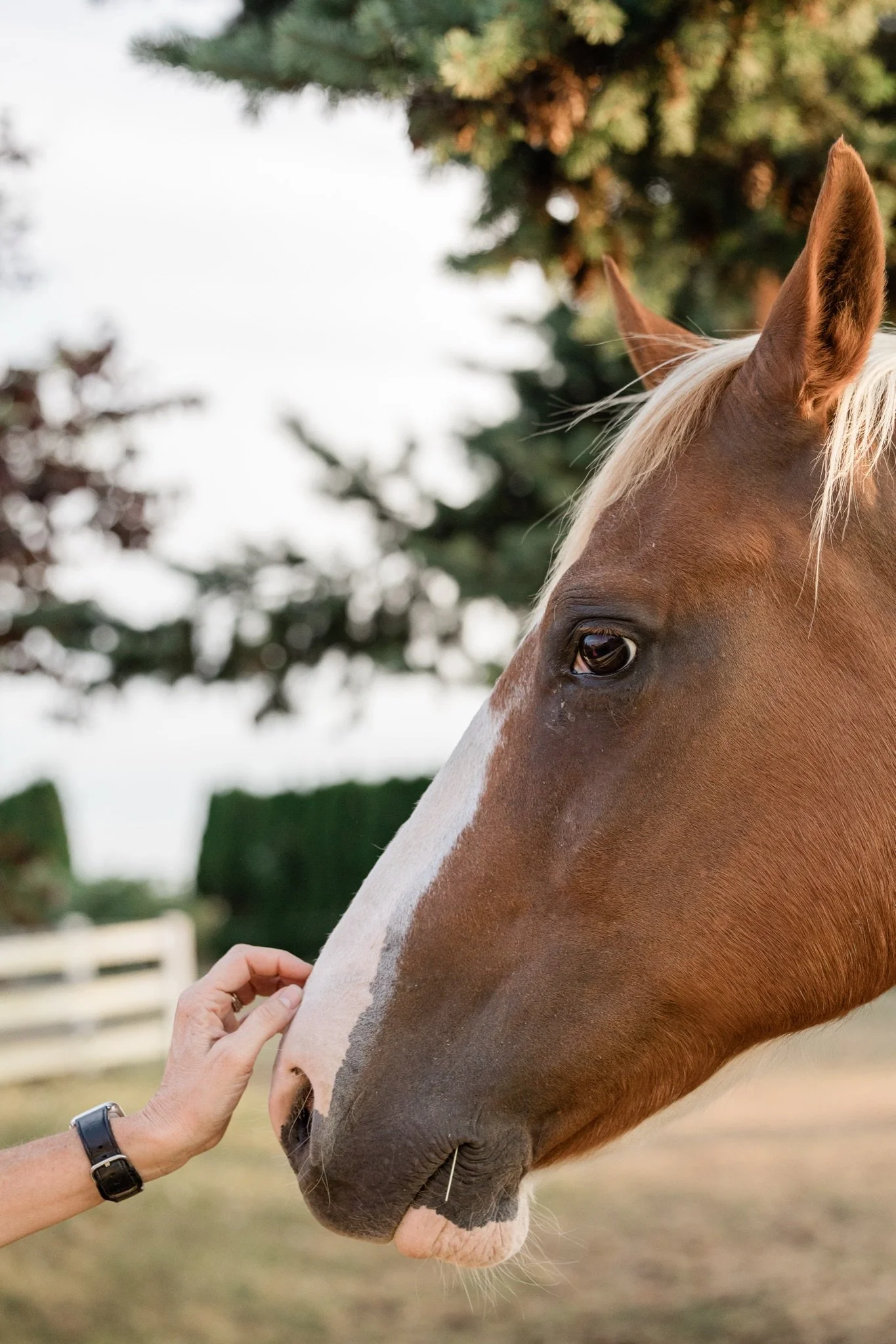 Equestrian-Photos-Studio623Photography-Country-Photographer-Sandy-Oregon-29.jpg