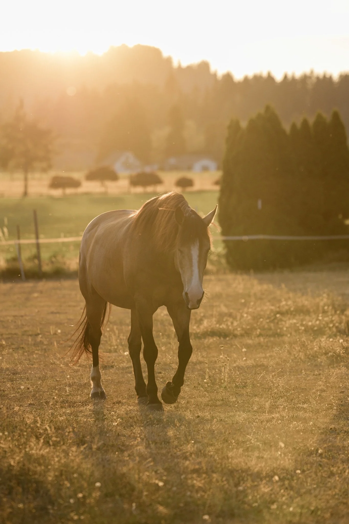 Equestrian-Photos-Studio623Photography-Country-Photographer-Sandy-Oregon-33.jpg