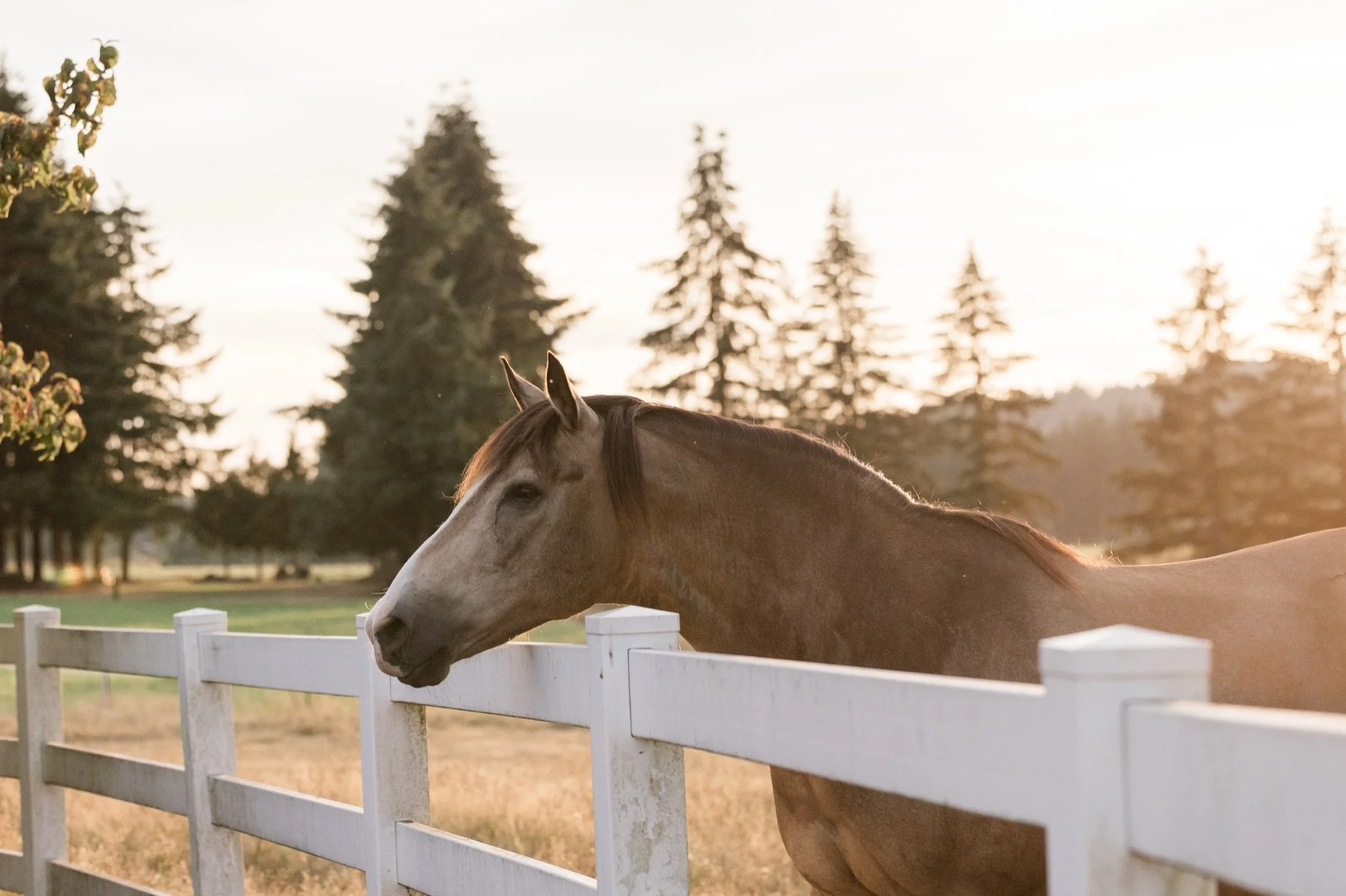 Equestrian-Photos-Studio623Photography-Country-Photographer-Sandy-Oregon-35.jpg